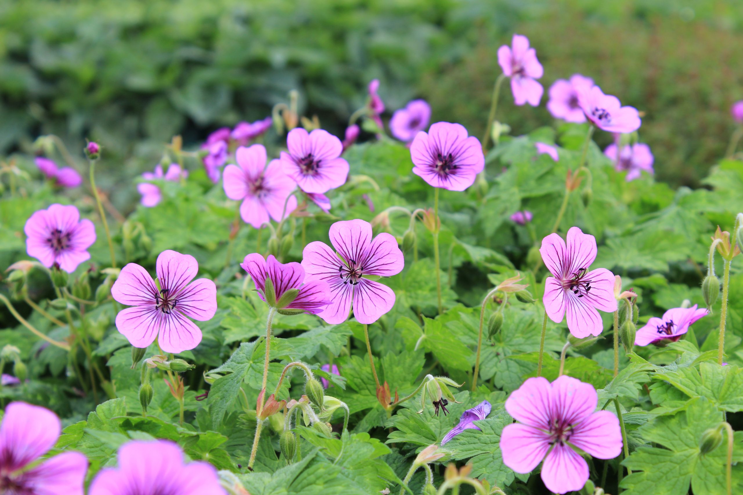 2143_geranium_wallichianum_pink_penny_SS_001.jpeg