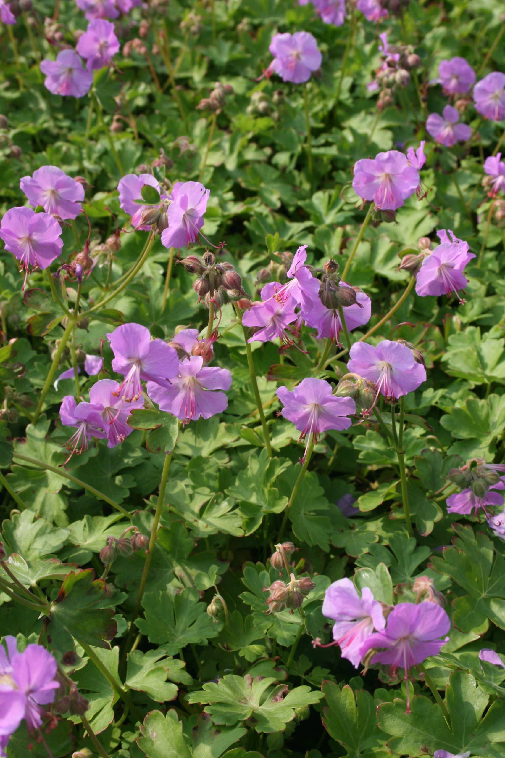 2156_geranium_cantabrigiense_karmina_SS_001.jpeg