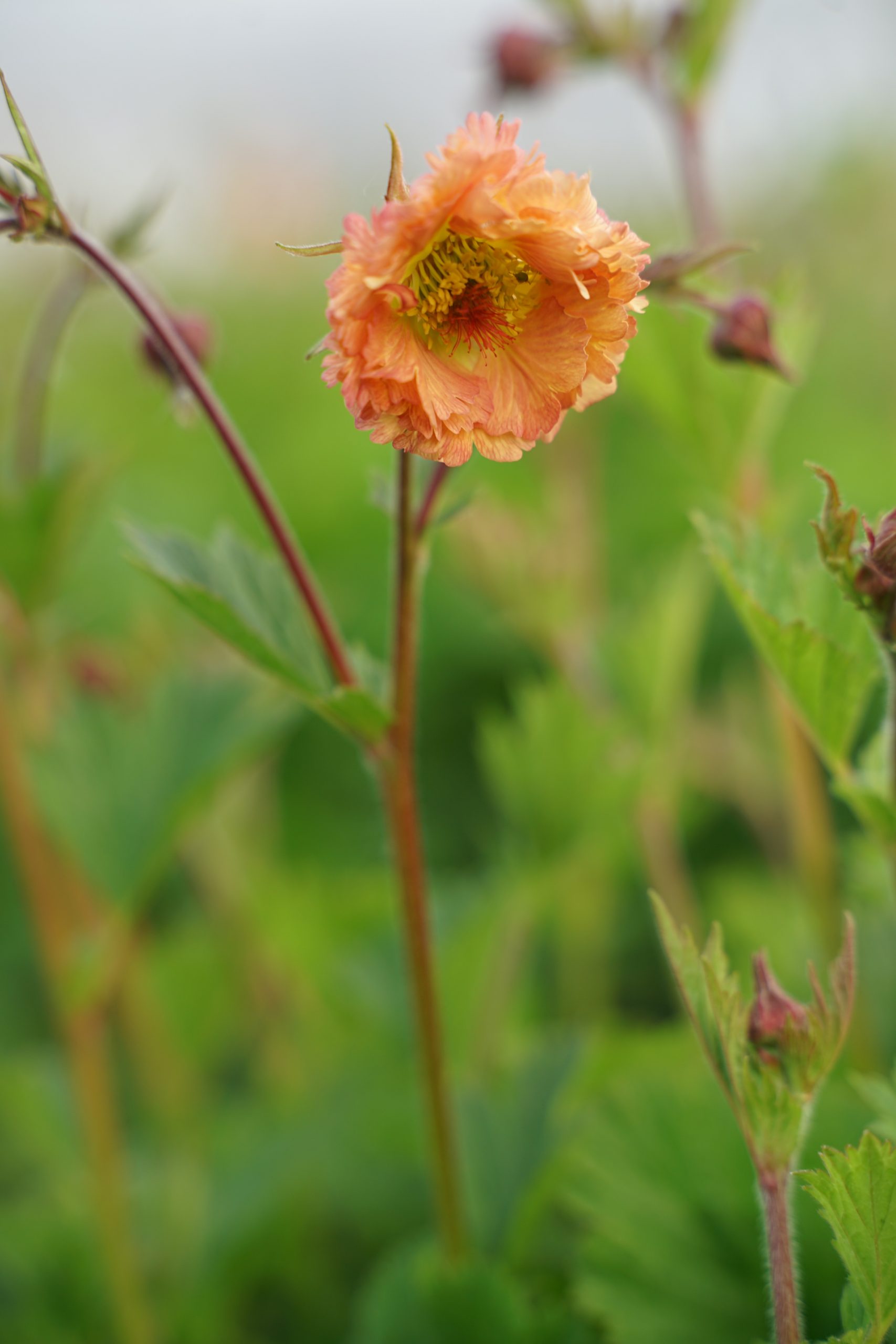 2189_geum_chiloense_mai_tai_SS_005.jpeg