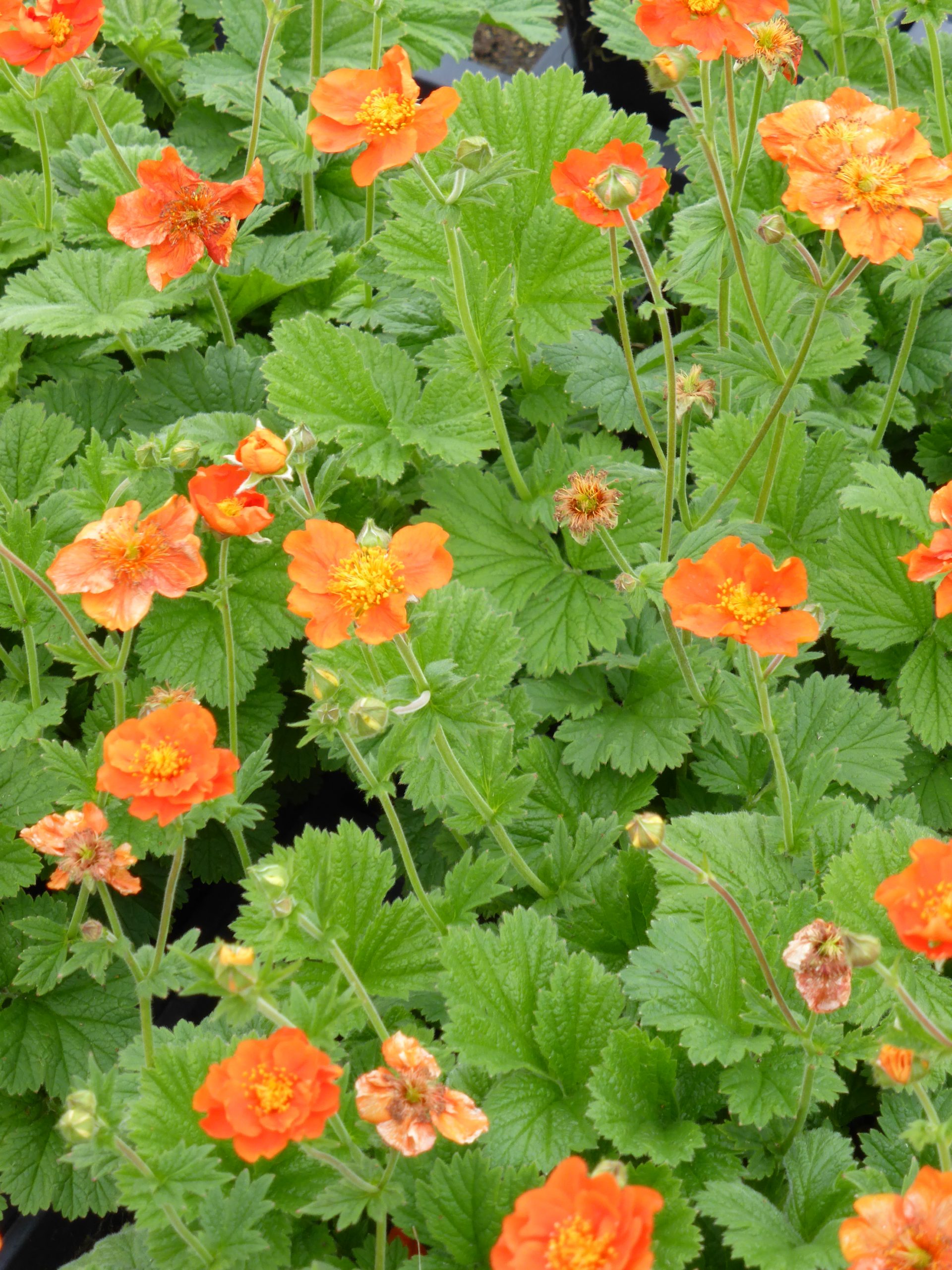 2191_geum_coccineum_borisii_SS_001.jpeg
