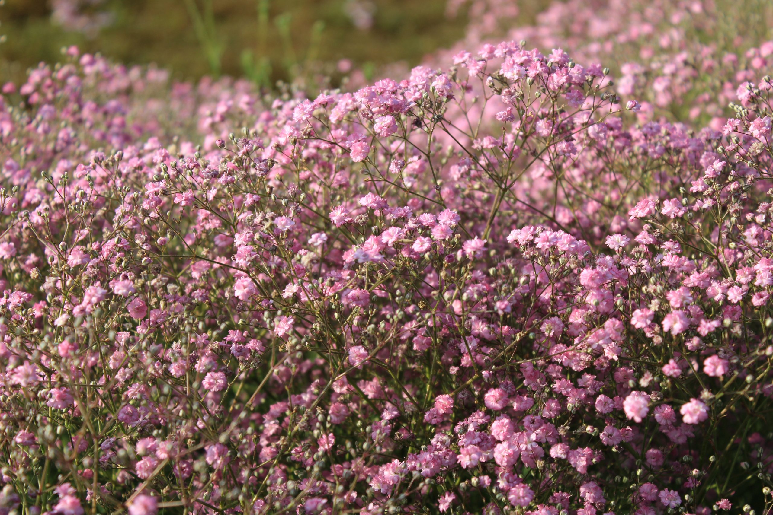 2225_gypsophila_paniculata_flamingo_SS_001.jpeg
