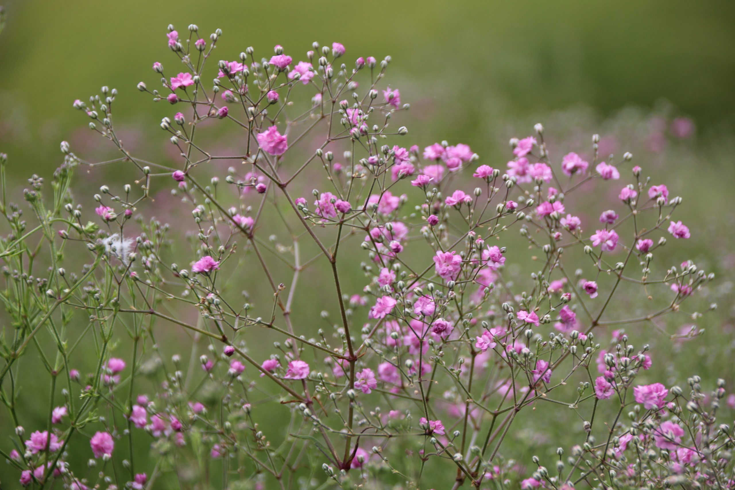 2226_gypsophila_paniculata_flamingo_SS_002.jpeg