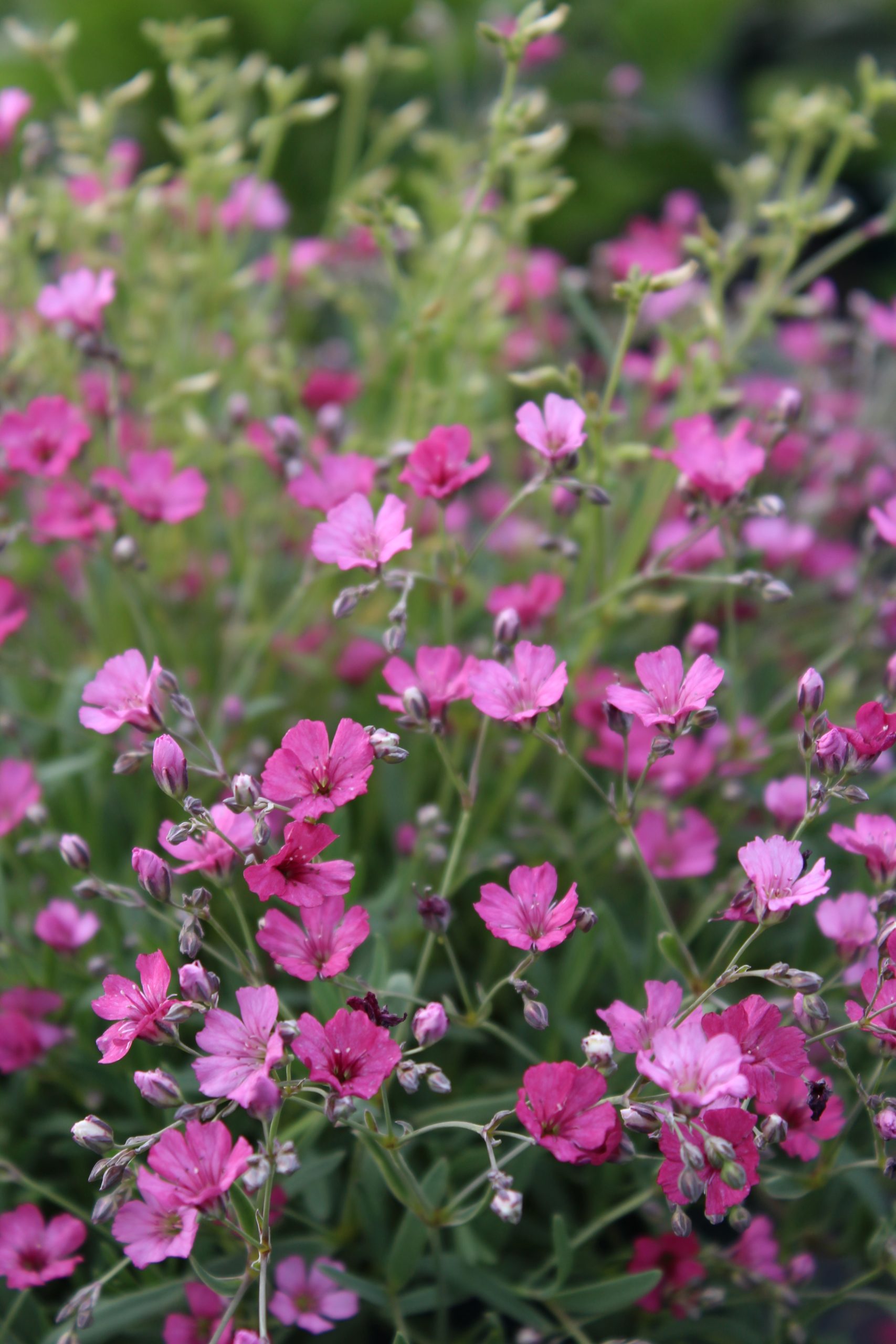 2235_gypsophila_repens_rosa_schonheit_SS_001.jpeg