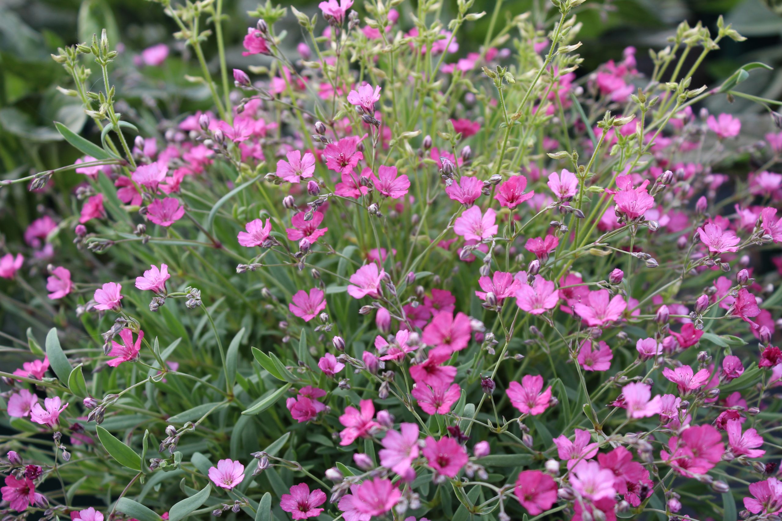2236_gypsophila_repens_rosa_schonheit_SS_002.jpeg