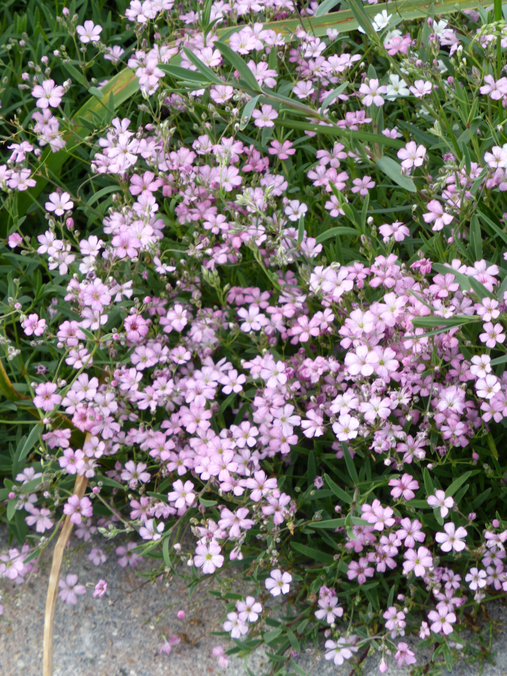 2237_gypsophila_repens_rosea_SS_001.jpeg