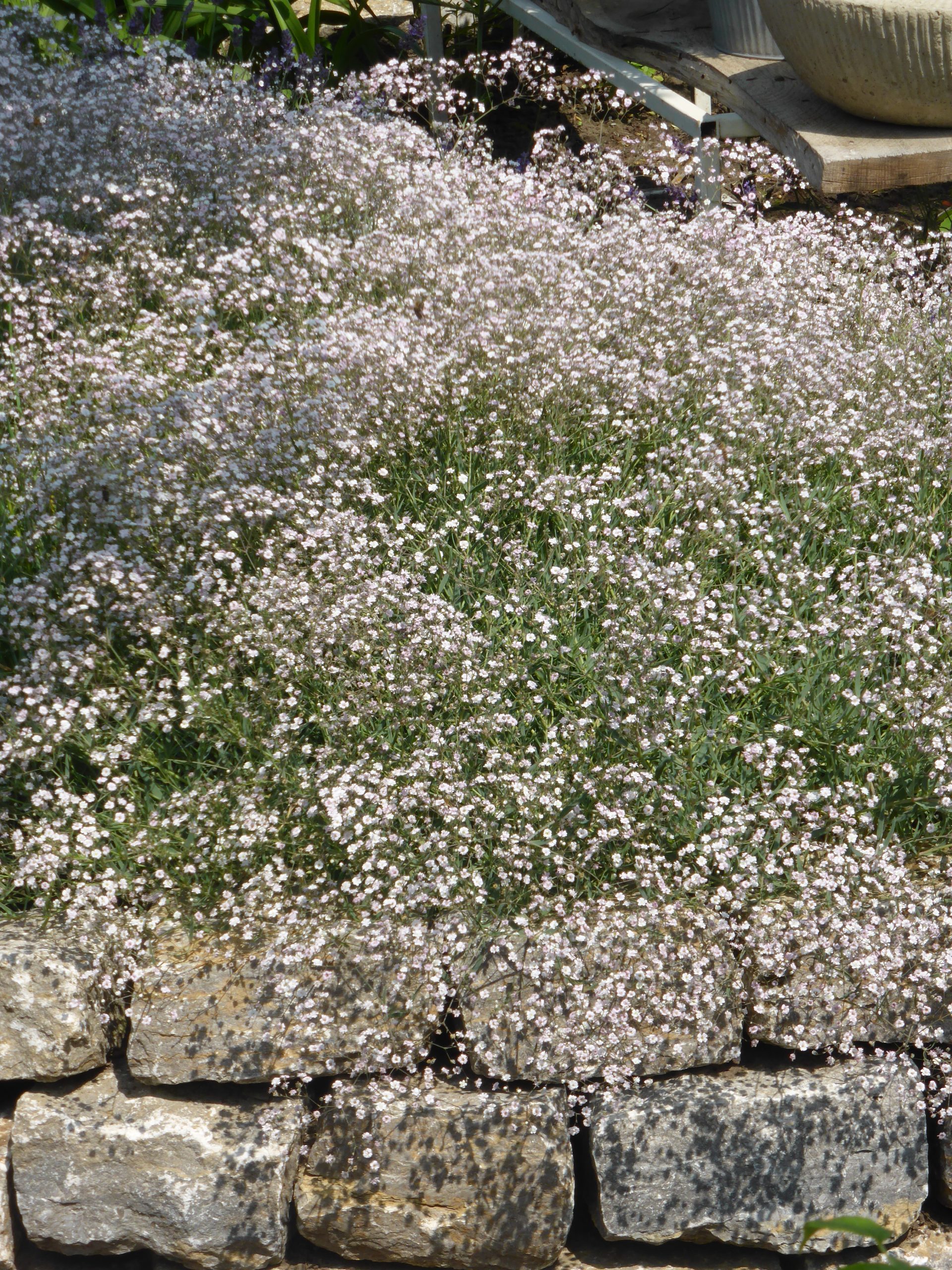 2238_gypsophila_repens_rosenschleier_SS_001.jpeg