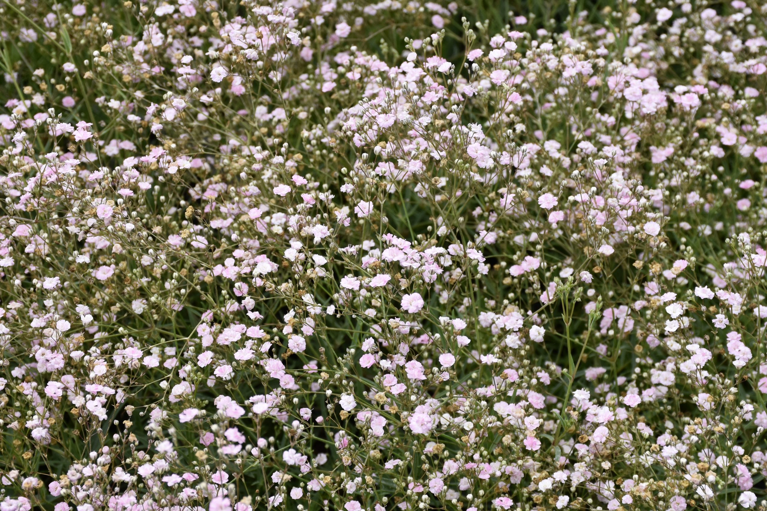 2239_gypsophila_repens_rosenschleier_XS_002.jpeg