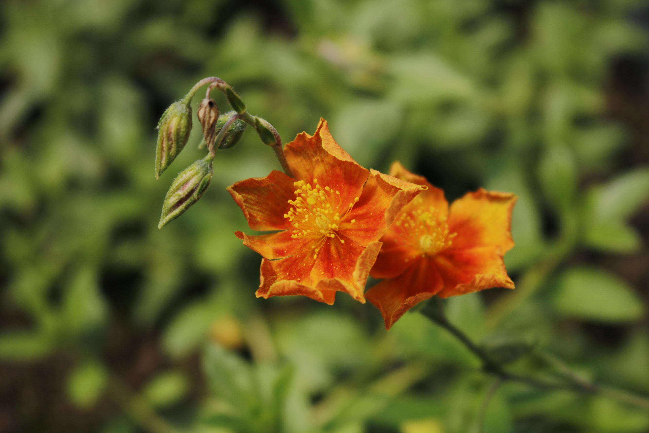 2300_helianthemum_cultorum_bronzeteppich_XS_001.jpeg