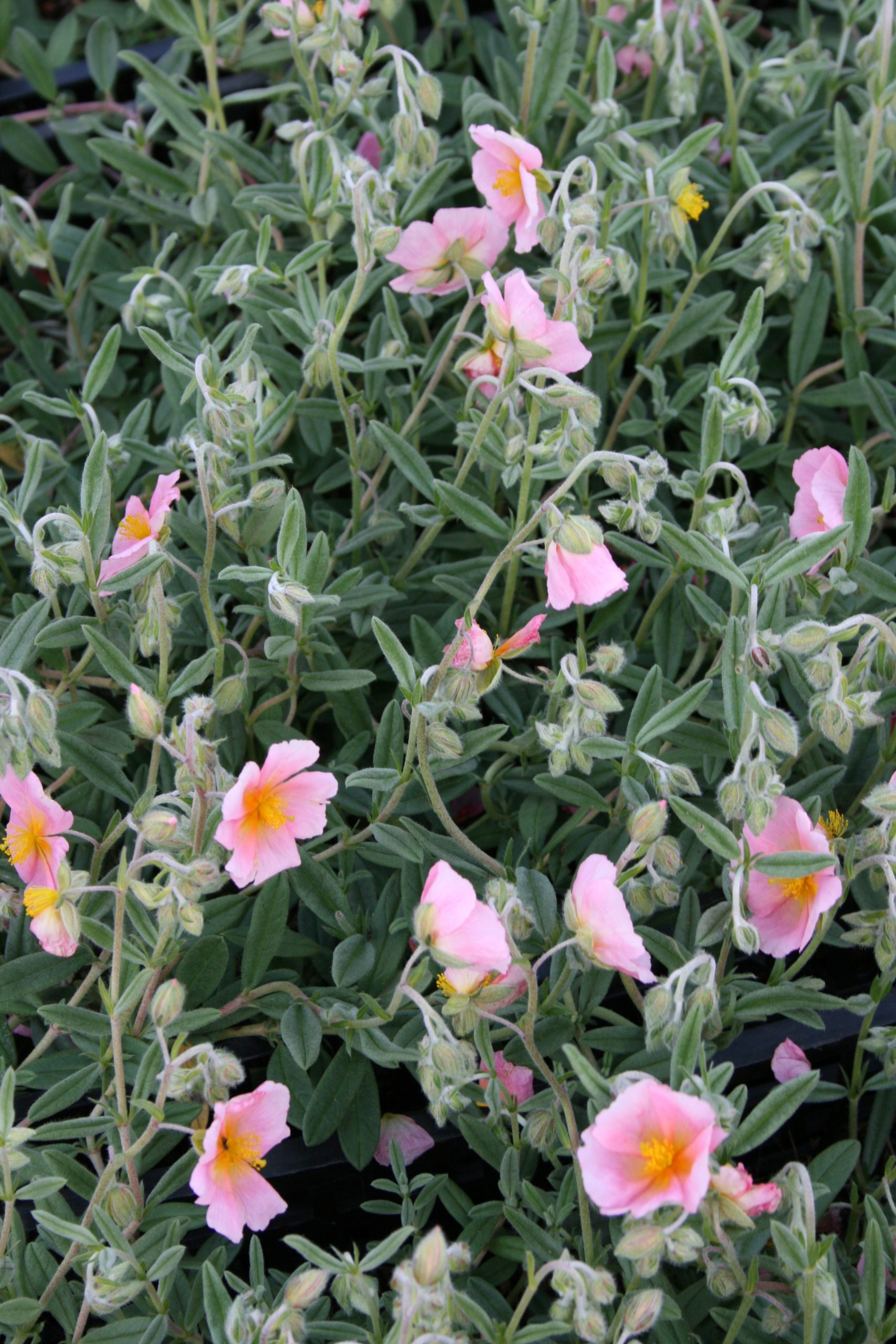 2319_helianthemum_cultorum_wisley_pink_SS_001.jpeg