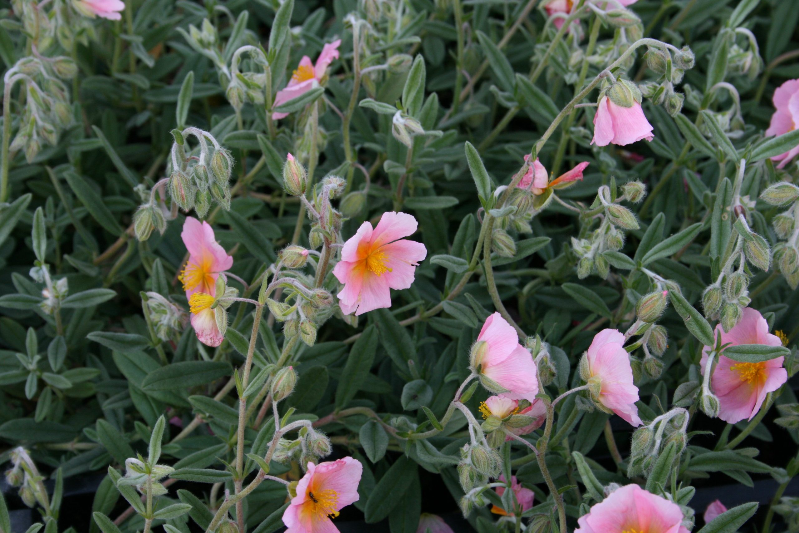 2320_helianthemum_cultorum_wisley_pink_SS_002.jpeg