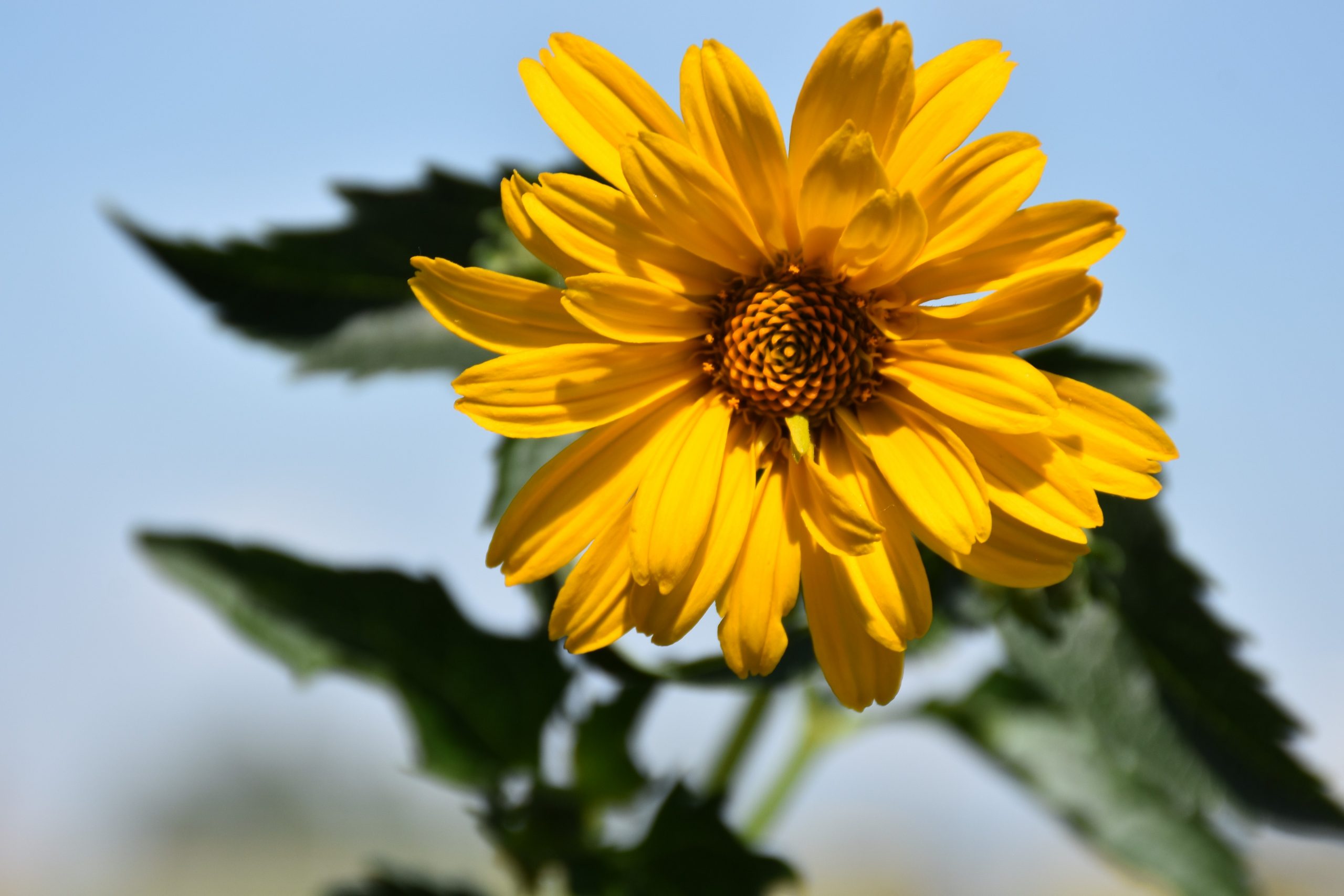 2346_heliopsis_scabra_sommersonne_XS_001.jpeg