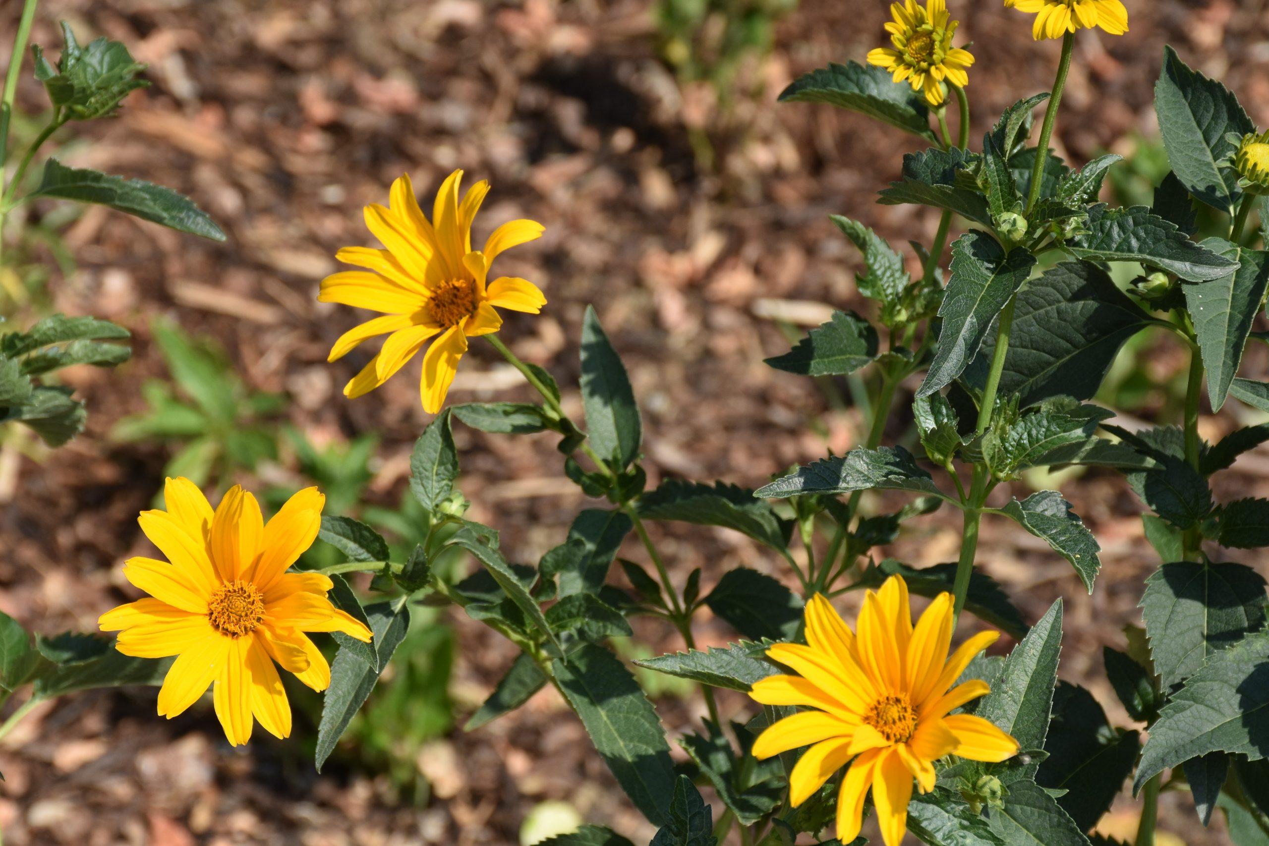 2347_heliopsis_scabra_sommersonne_XS_002.jpeg