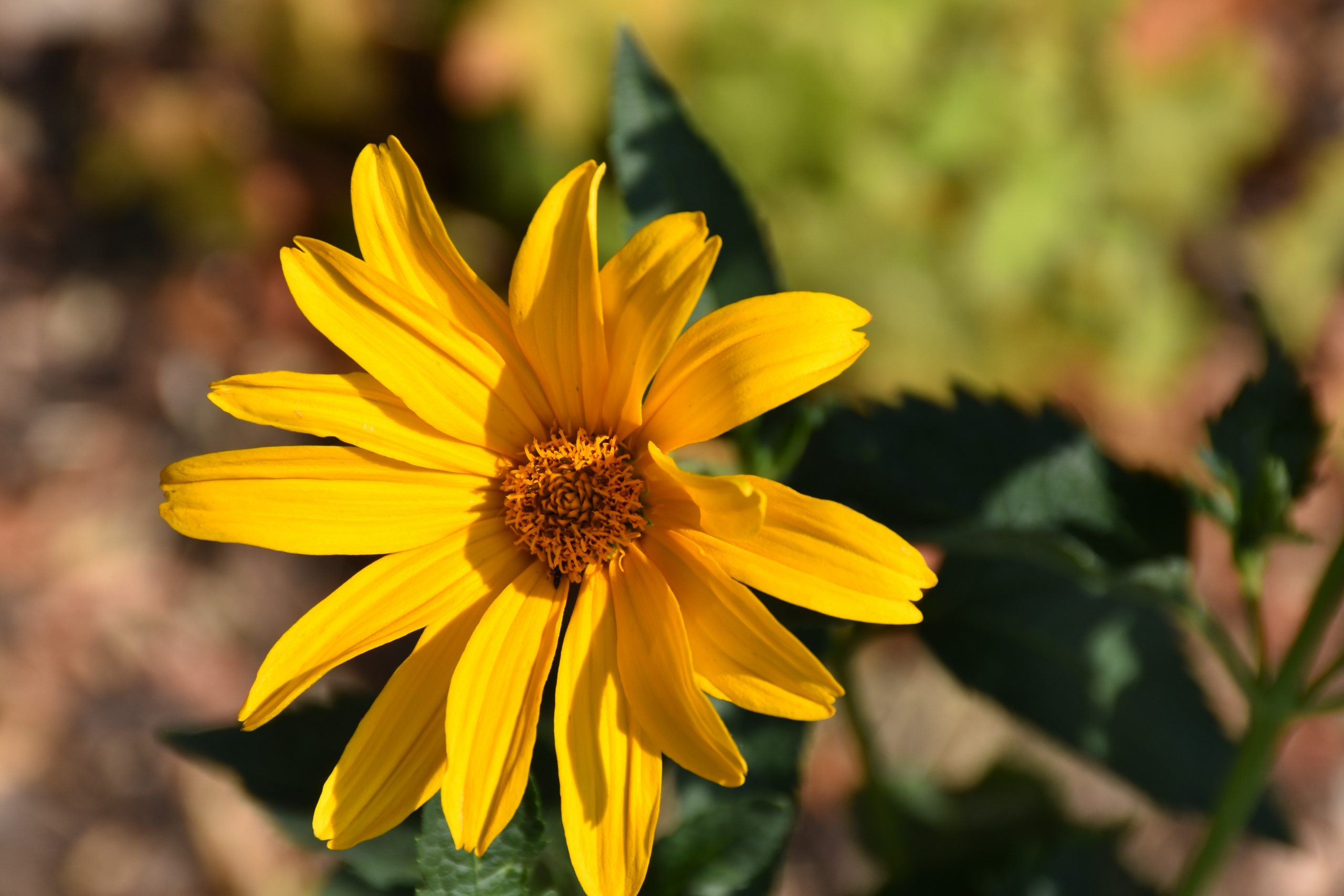 2348_heliopsis_scabra_sommersonne_XS_003.jpeg