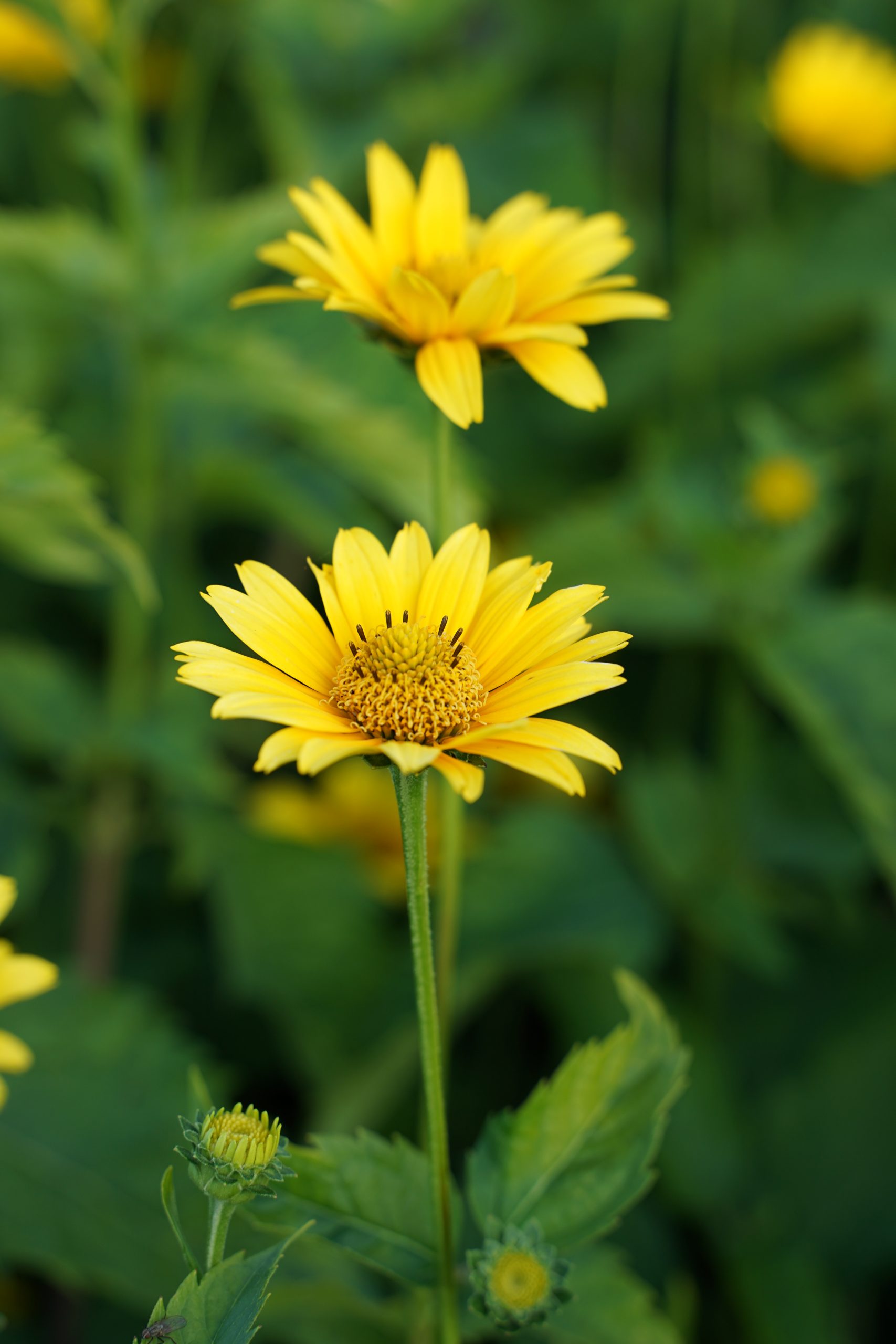 2353_heliopsis_scabra_sunny_wink_SS_002.jpeg