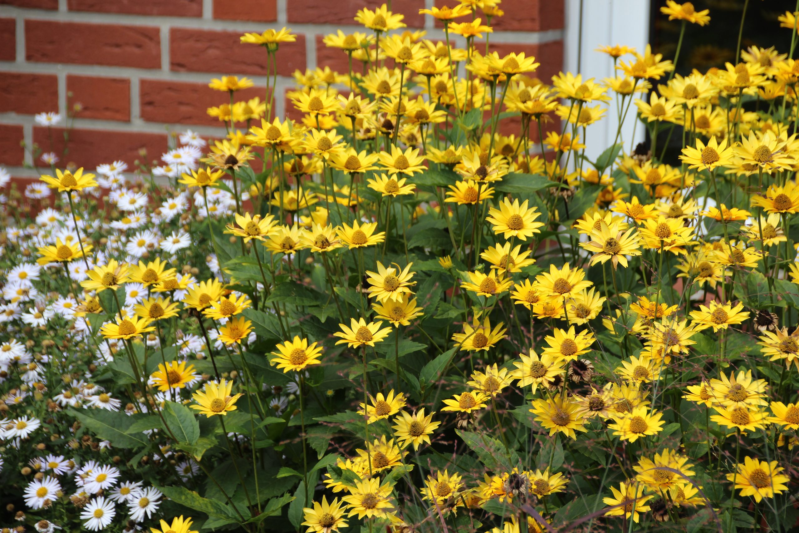 2354_heliopsis_scabra_sunny_wink_SS_003.jpeg