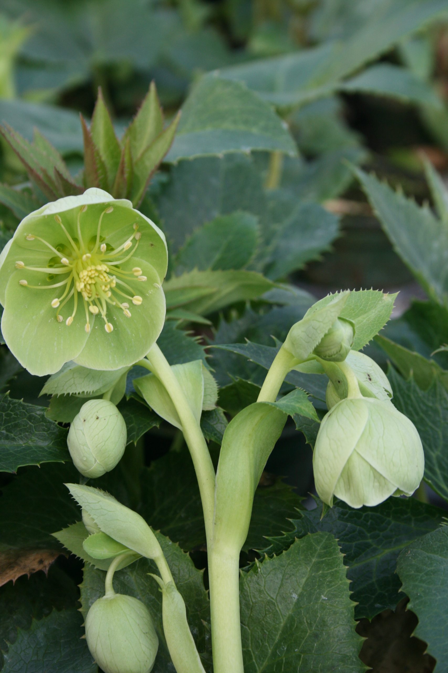 2356_helleborus_argutifolius_SS_001.jpeg