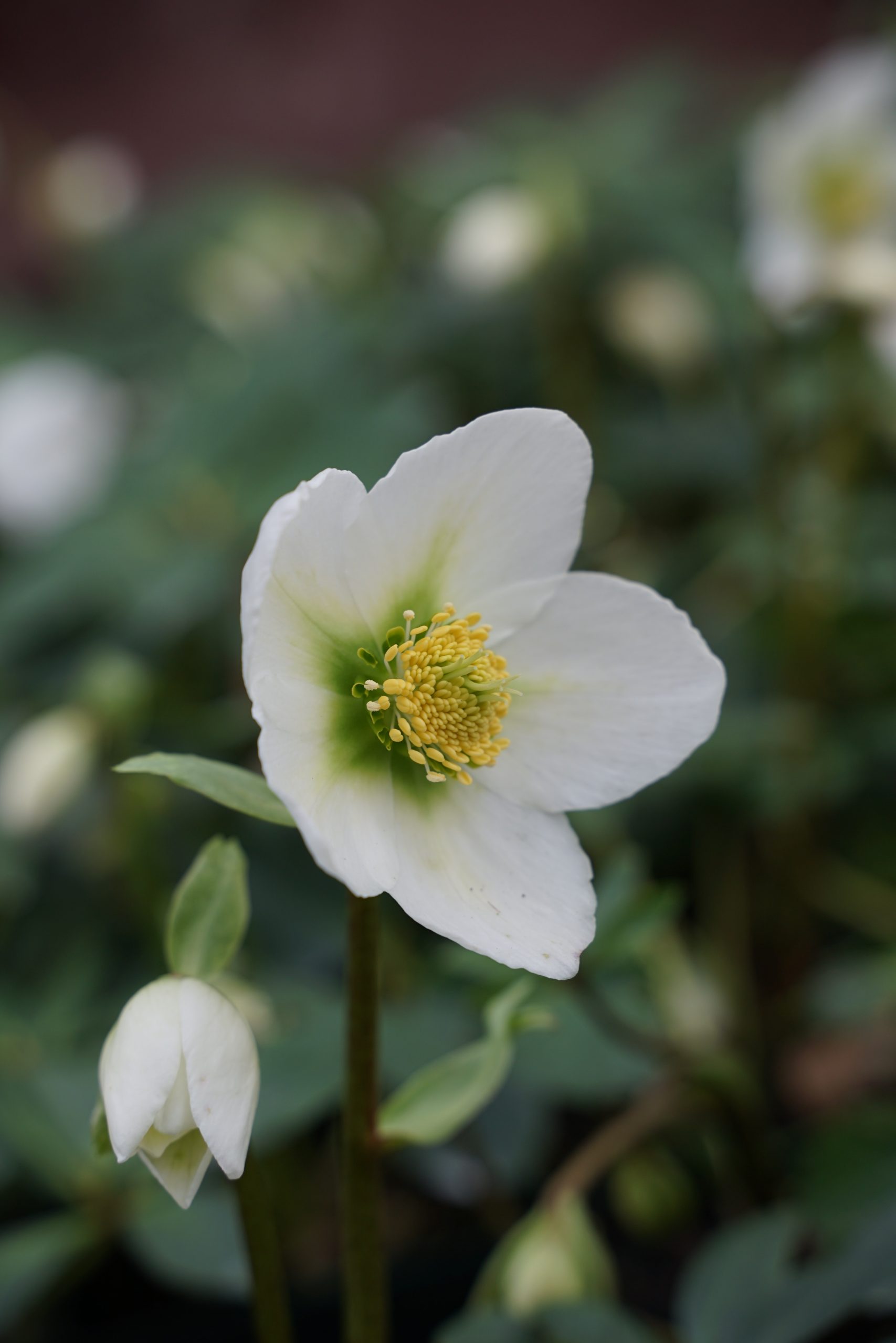 2362_helleborus_niger_SS_003.jpeg