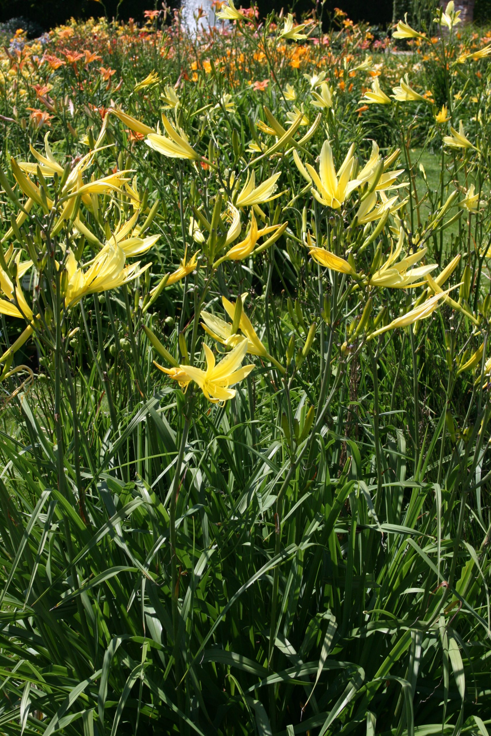 2375_hemerocallis_citrina_SS_001.jpeg
