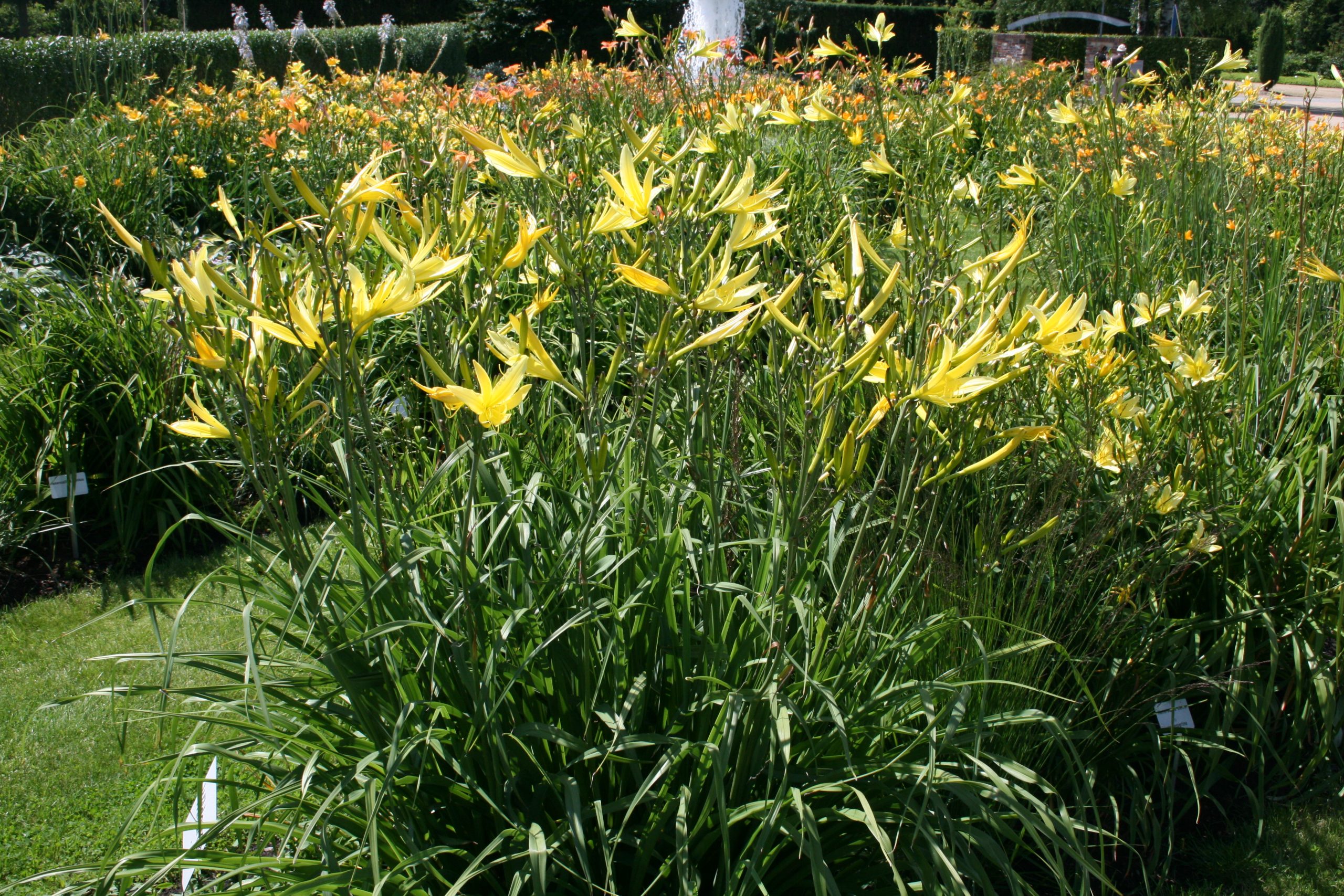 2376_hemerocallis_citrina_SS_002.jpeg