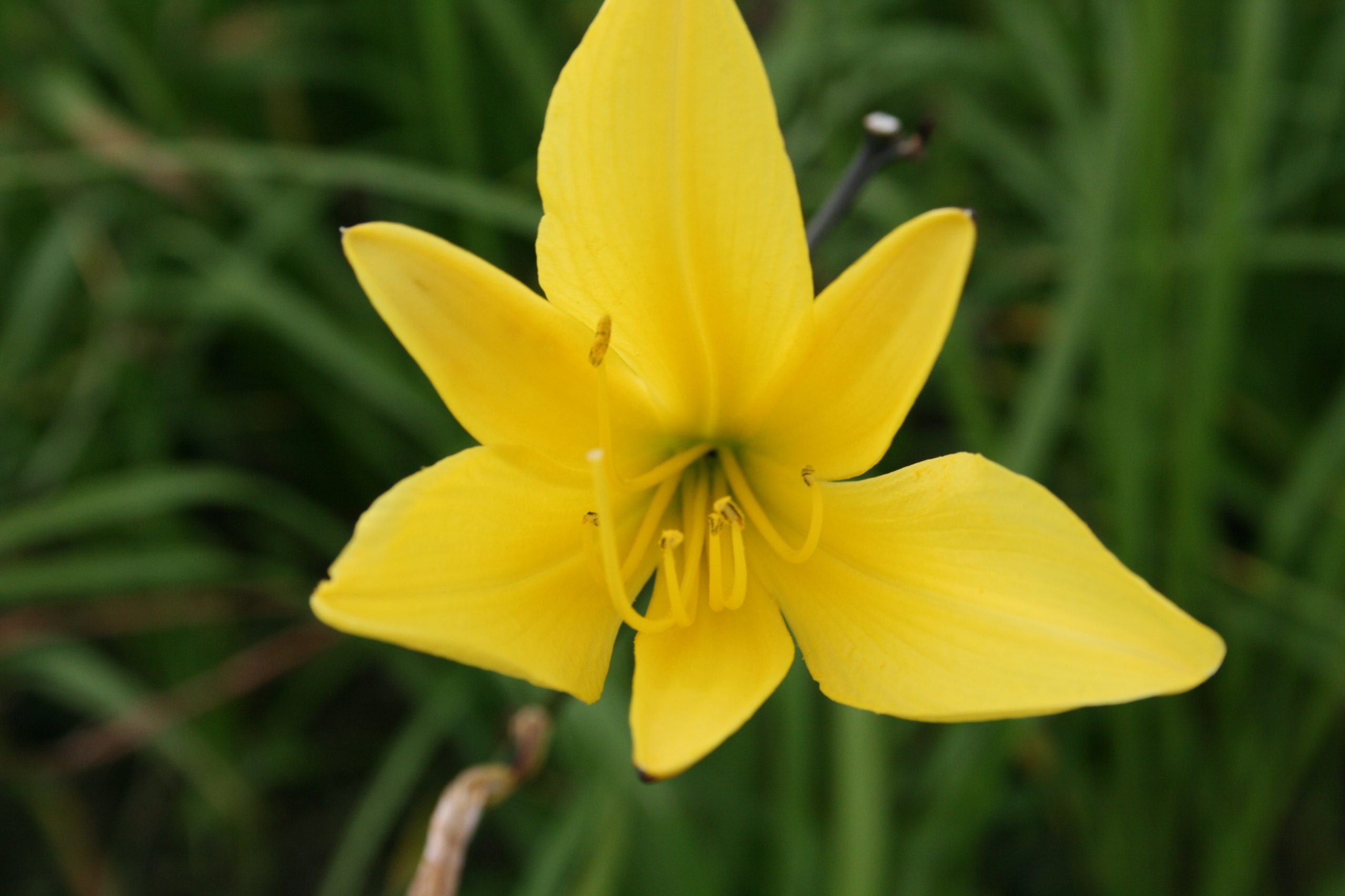 2377_hemerocallis_citrina_SS_003.jpeg