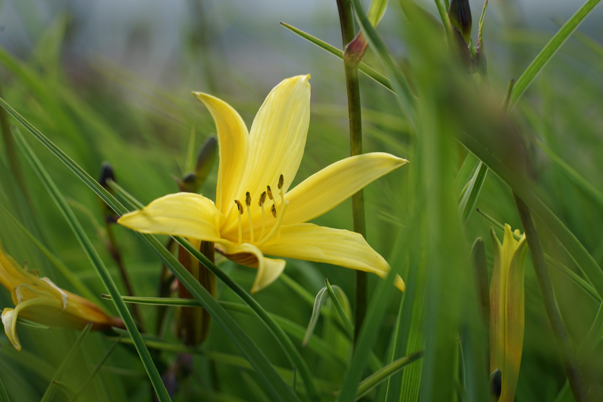 2380_hemerocallis_lilioasphodelus_SS_003.jpeg