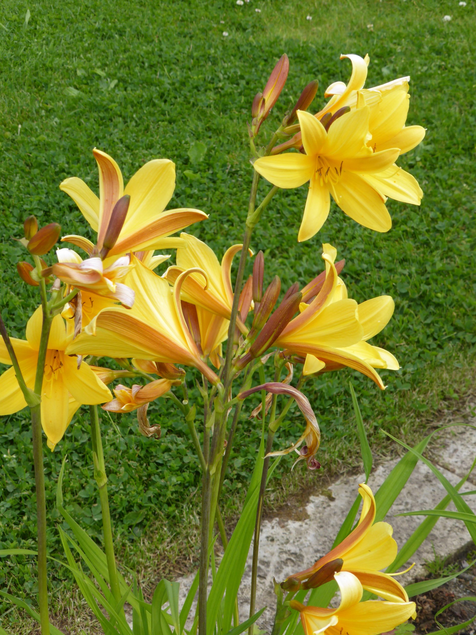 2381_hemerocallis_middendorffii_SS_001.jpeg