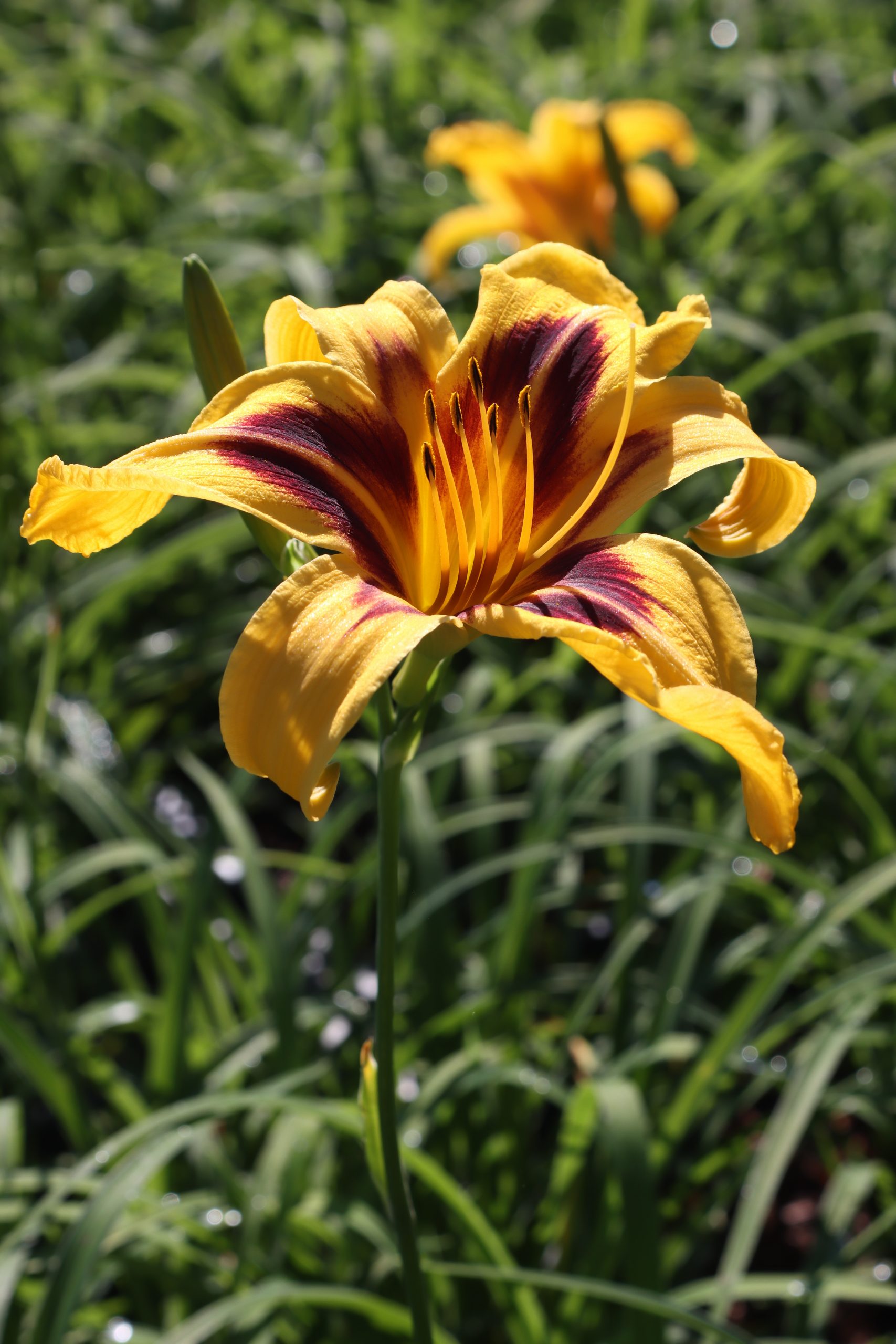 2397_hemerocallis_cultorum_bonanza_XS_005.jpeg