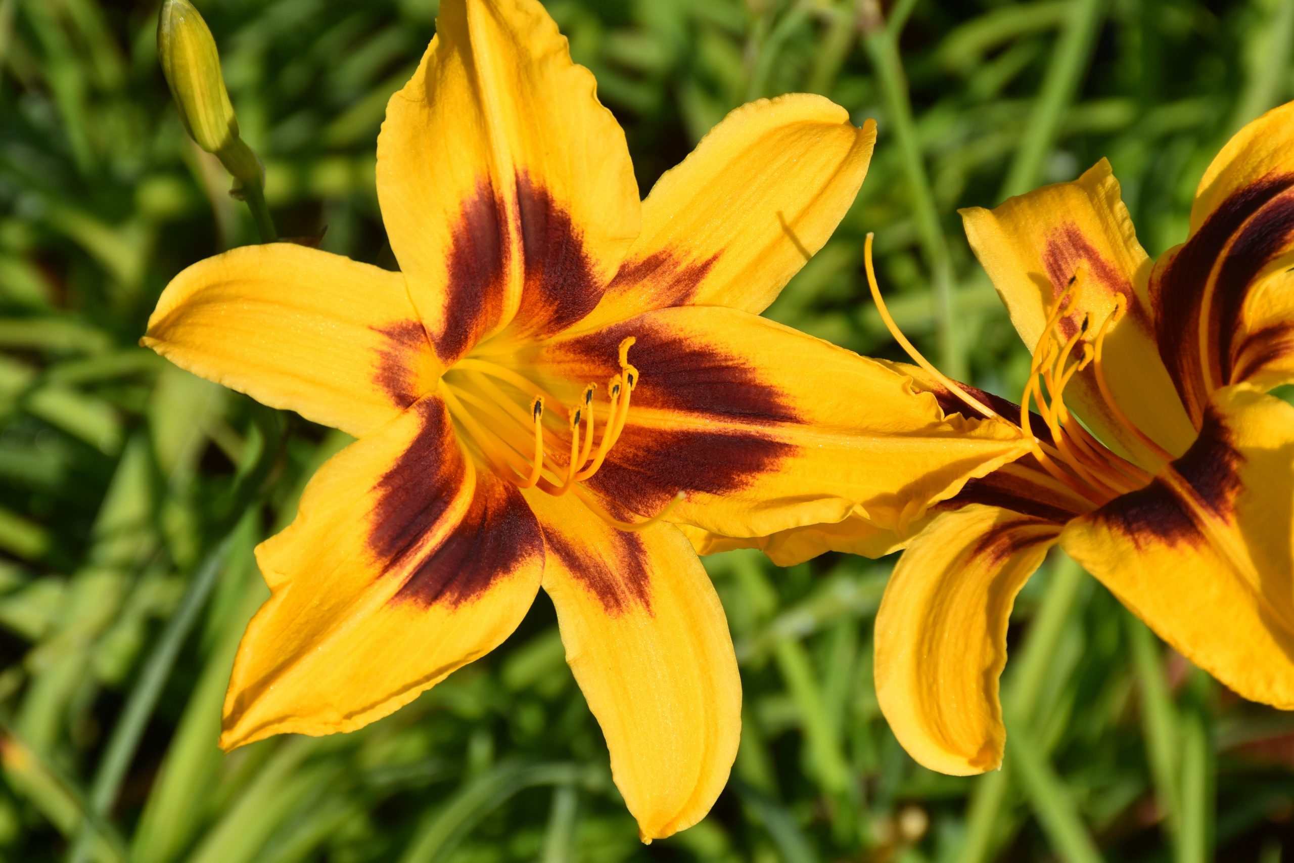 2398_hemerocallis_cultorum_bonanza_XS_006.jpeg
