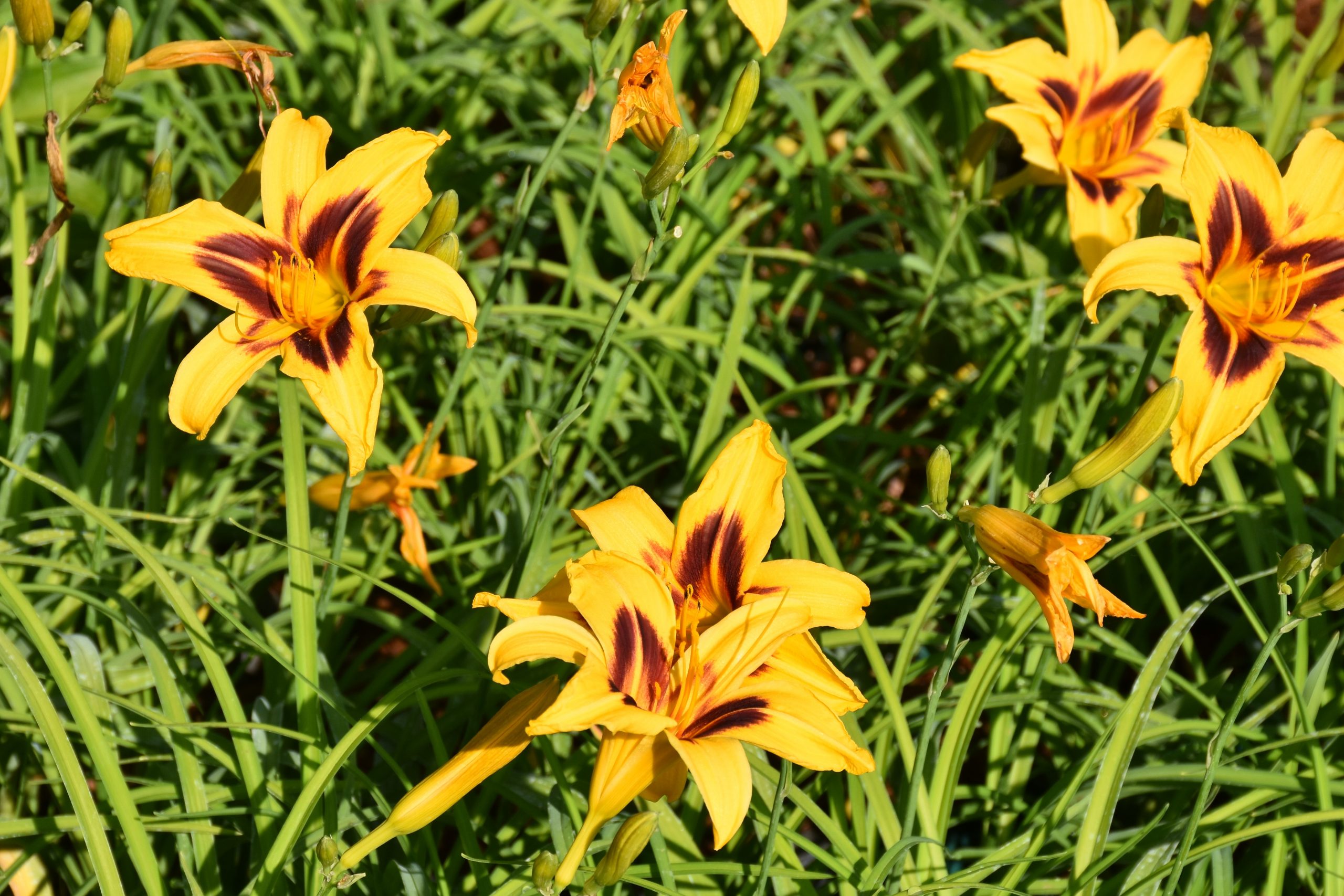2399_hemerocallis_cultorum_bonanza_XS_007.jpeg