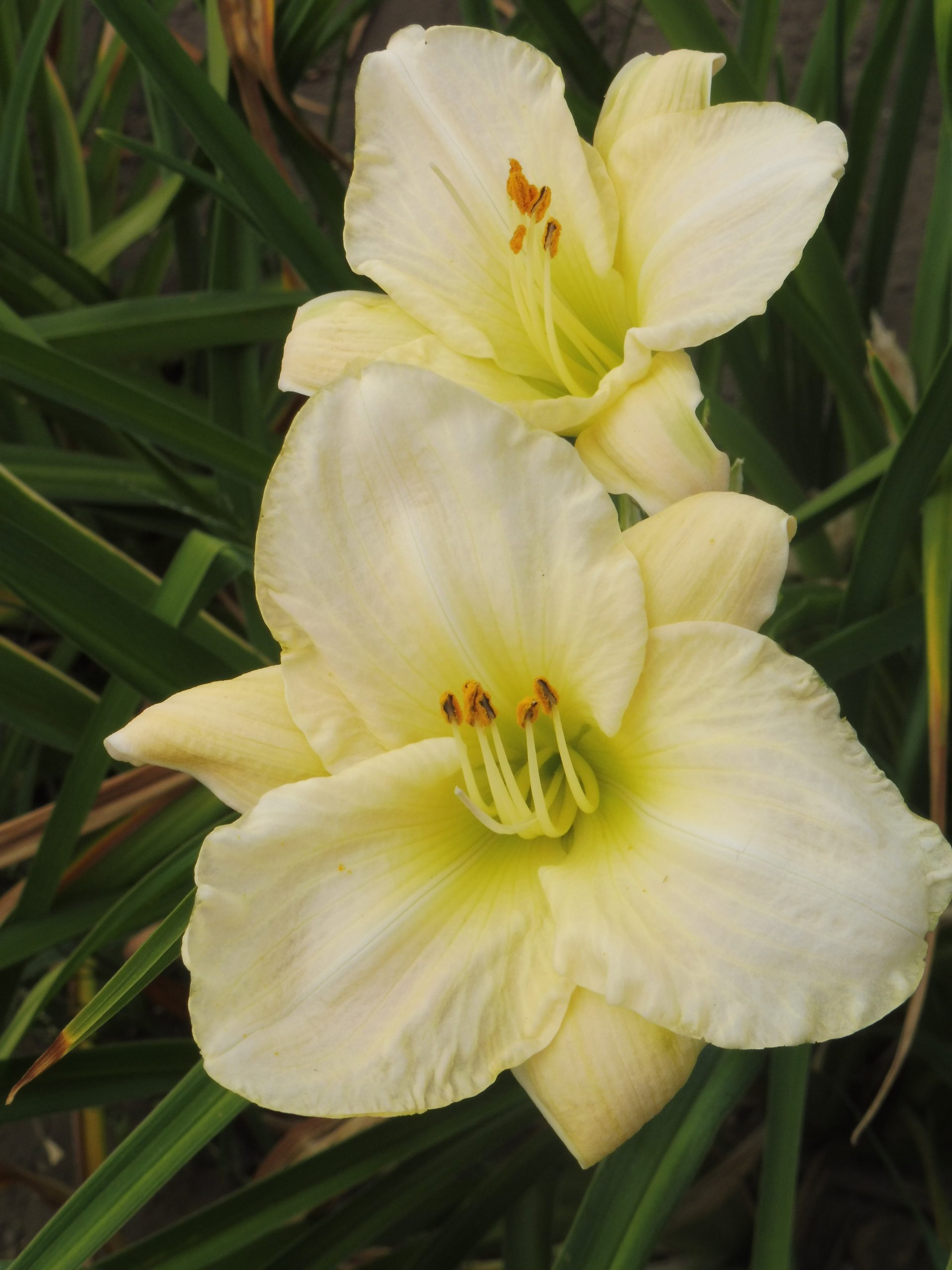 2404_hemerocallis_cultorum_cool_it_SS_001.jpeg