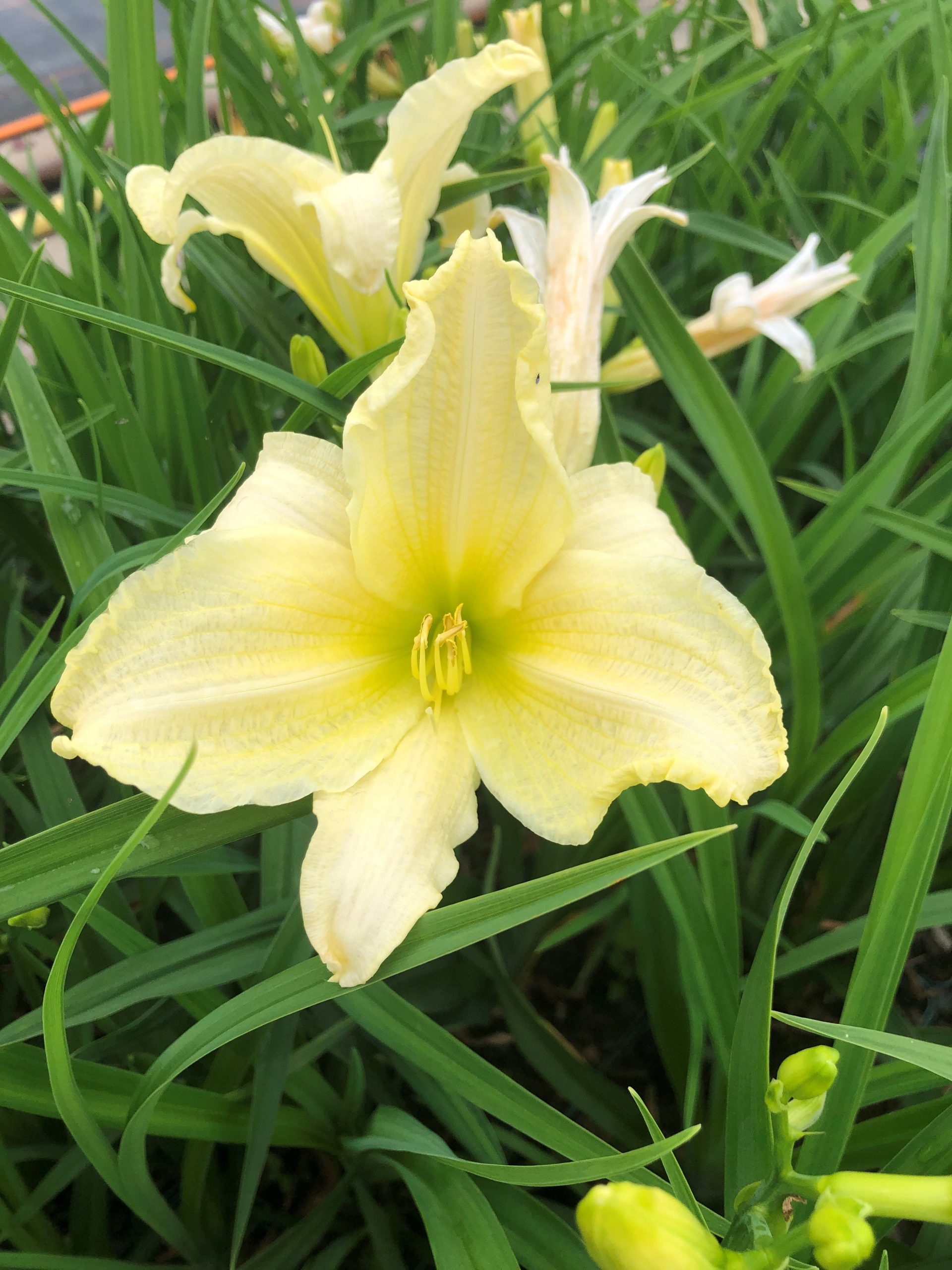 2405_hemerocallis_cultorum_cool_it_SS_002.jpeg