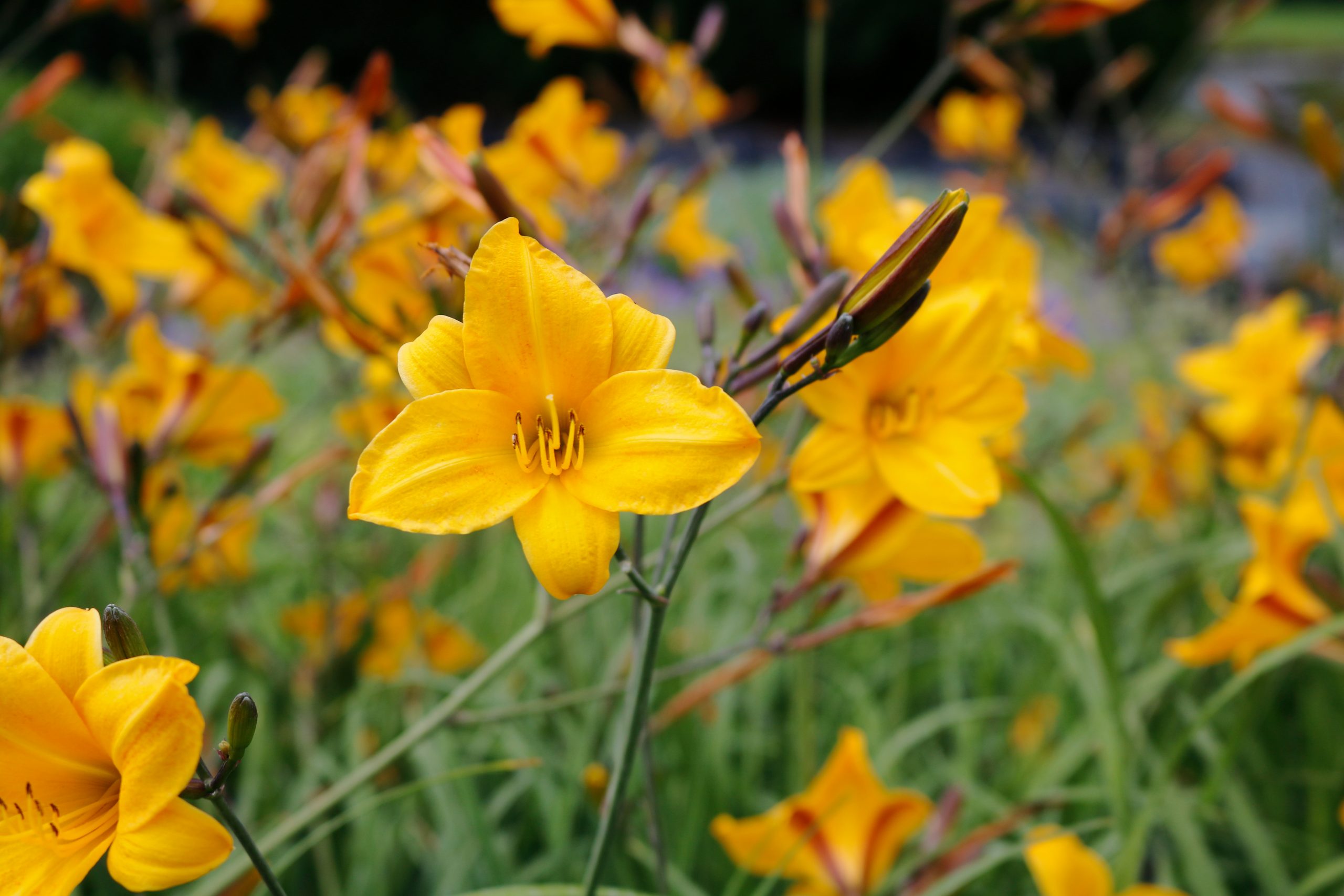 2408_hemerocallis_cultorum_corky_XS_003.jpeg