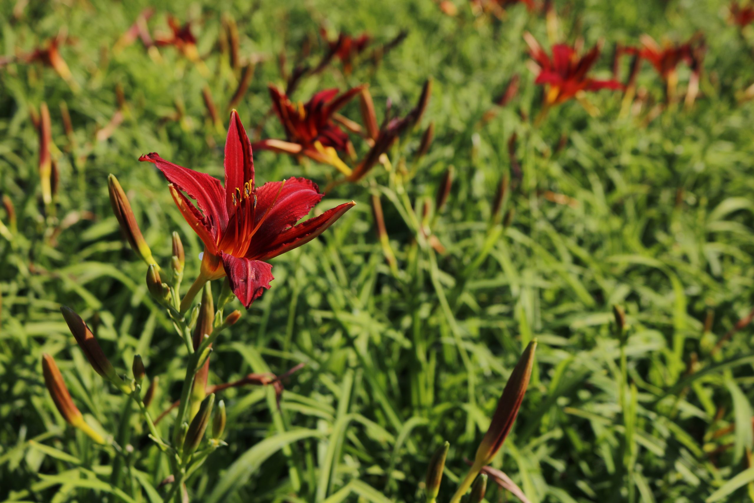 2412_hemerocallis_cultorum_crimson_pirate_XS_004.jpeg