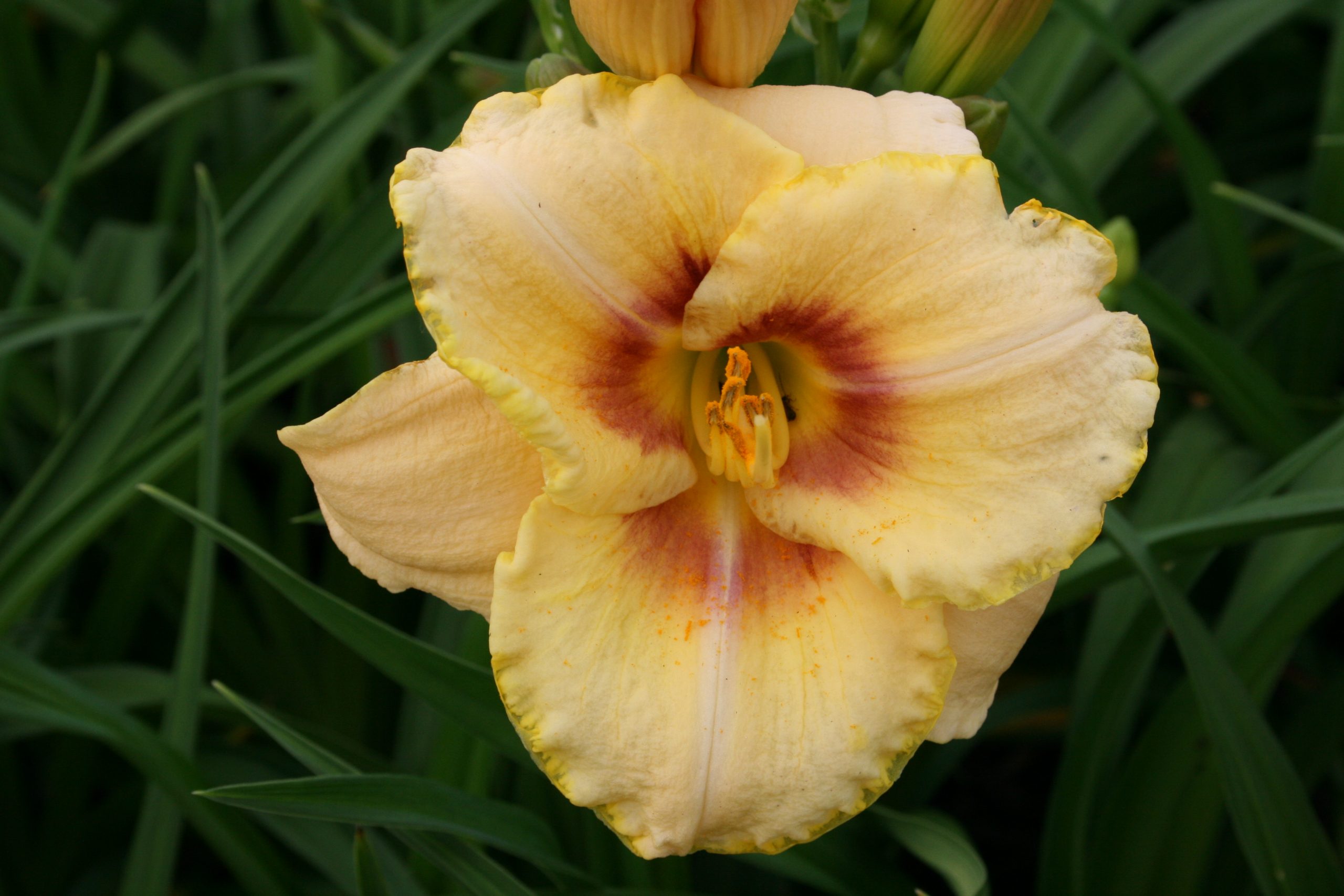 2414_hemerocallis_cultorum_custard_candy_SS_002.jpeg