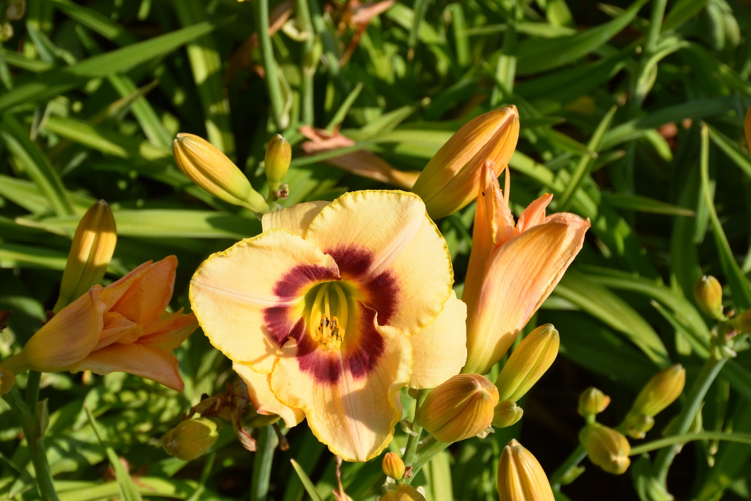 2415_hemerocallis_cultorum_custard_candy_XS_003.jpeg
