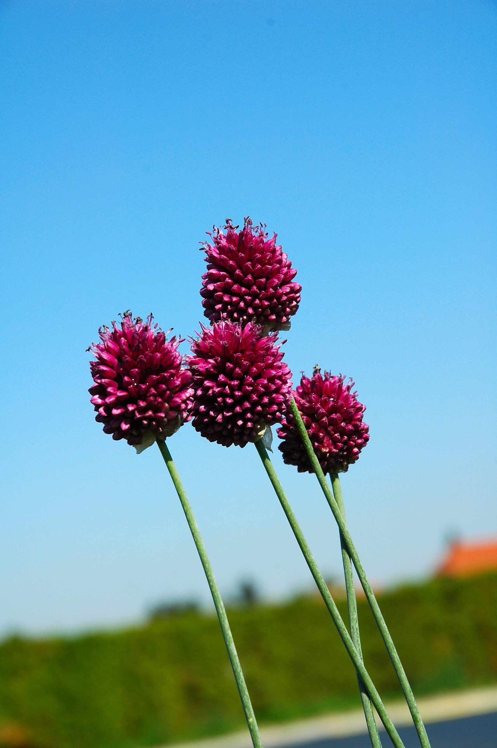 241_allium_sphaerocephalon_XS_002.jpeg