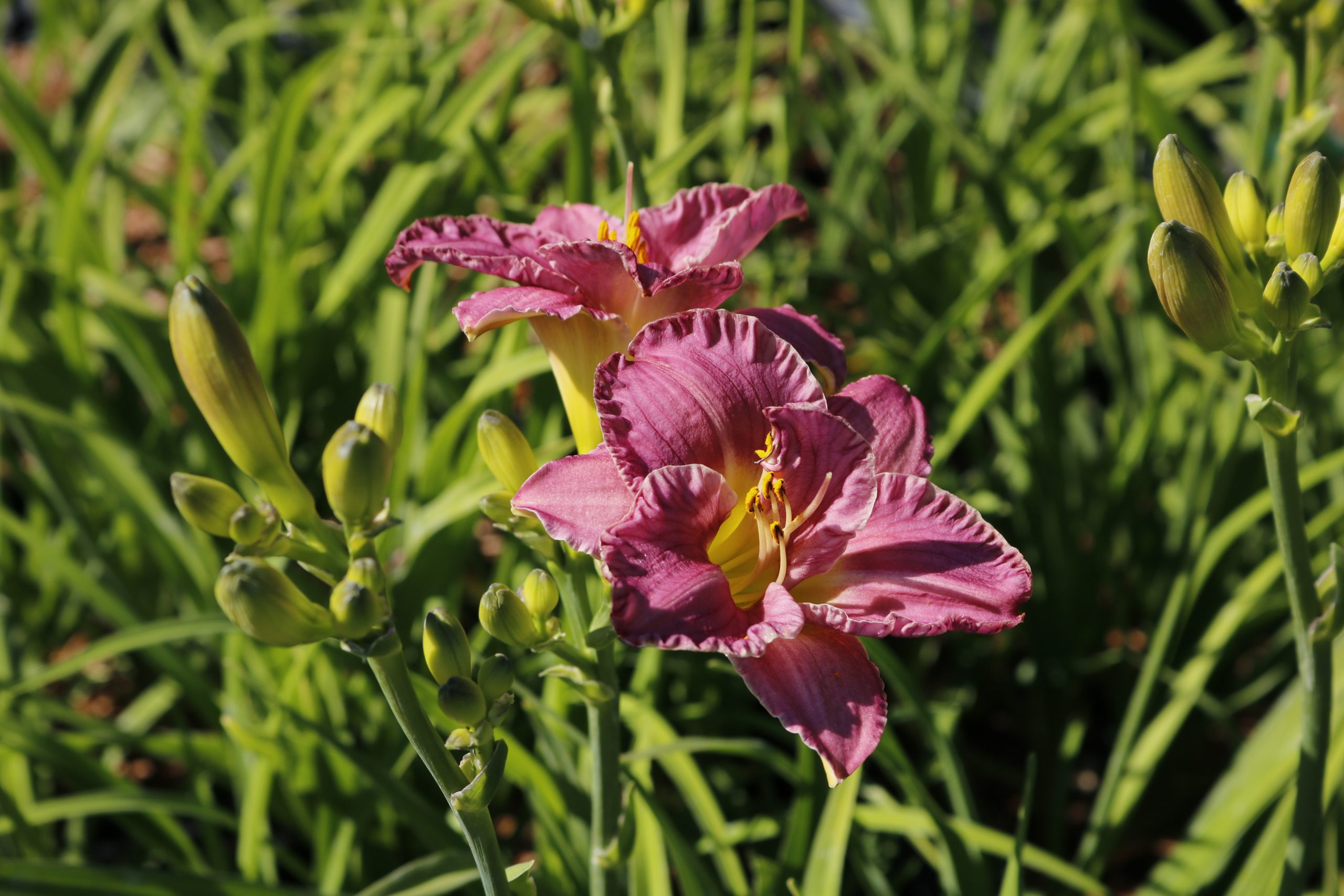 2421_hemerocallis_cultorum_entrapment_XS_004.jpeg