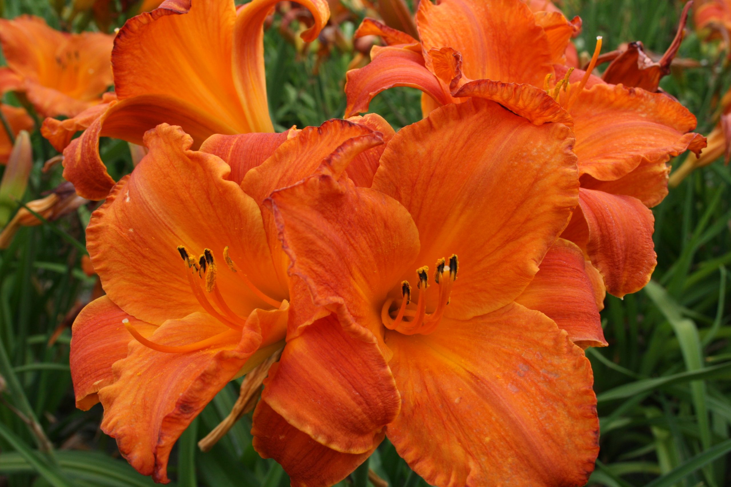 2431_hemerocallis_cultorum_mauna_loa_SS_001.jpeg