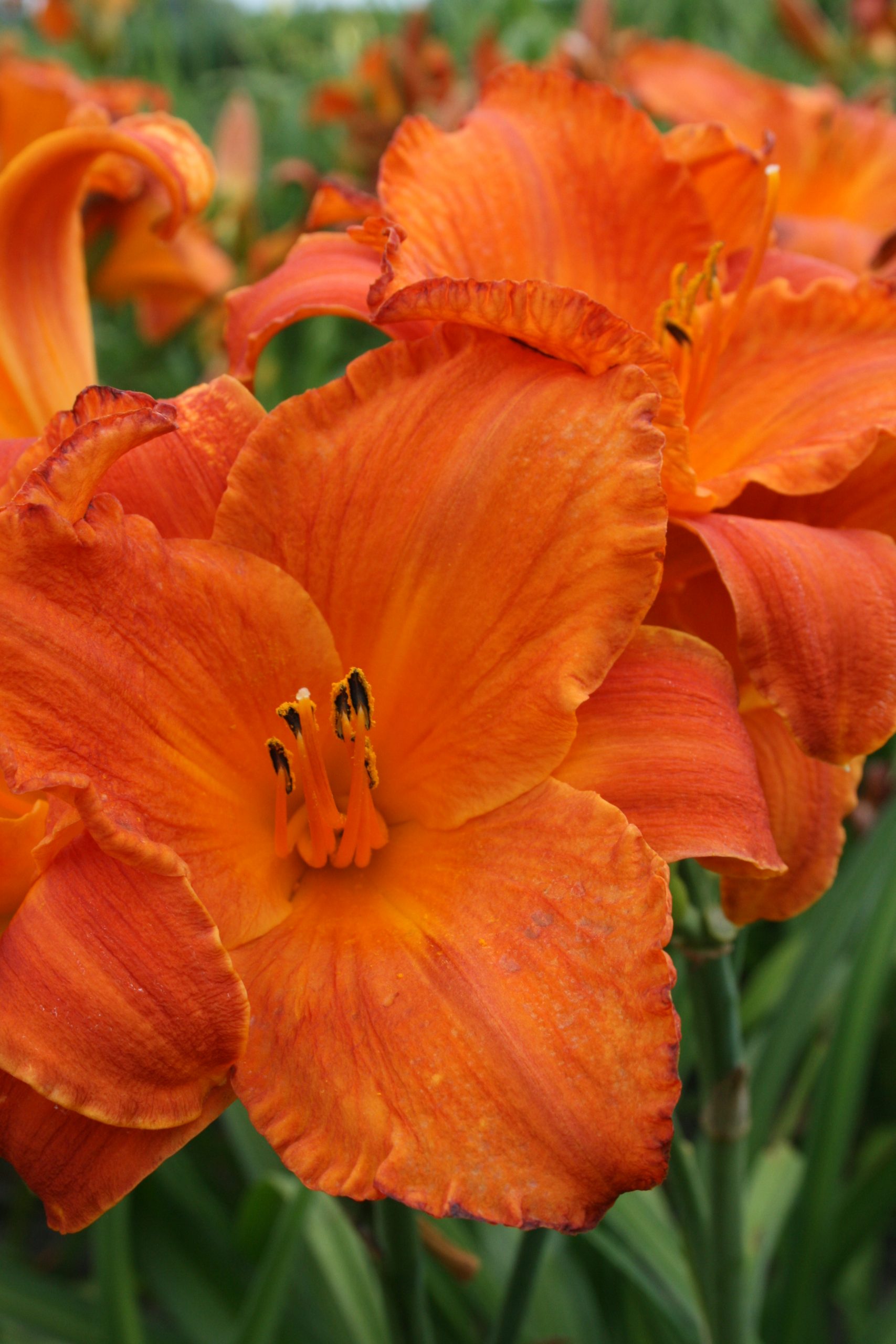 2432_hemerocallis_cultorum_mauna_loa_SS_002.jpeg