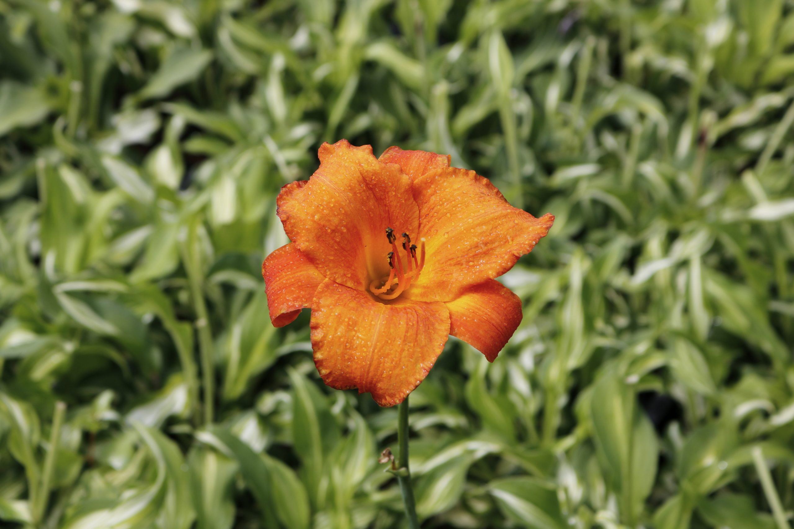 2433_hemerocallis_cultorum_mauna_loa_XS_003.jpeg