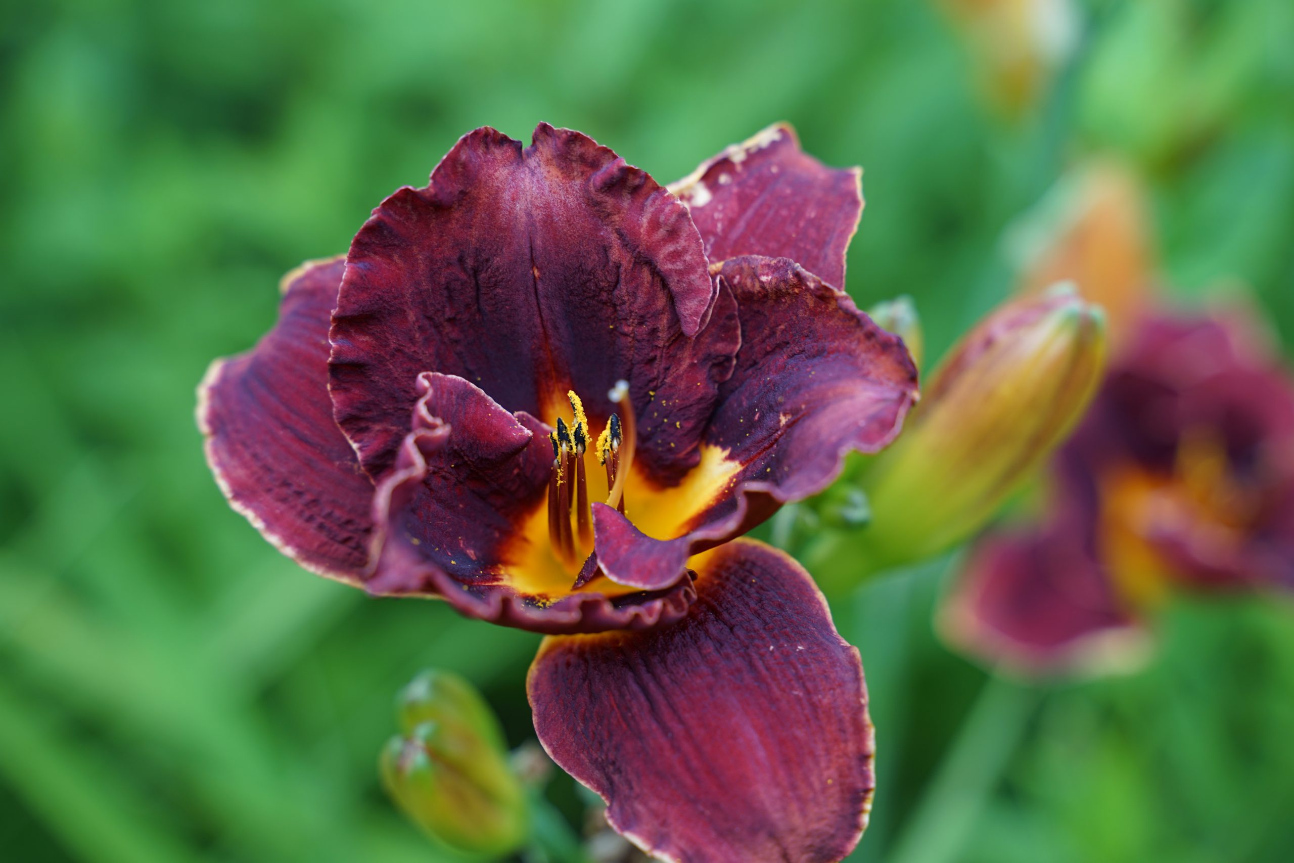 2434_hemerocallis_cultorum_night_embers_SS_001.jpeg
