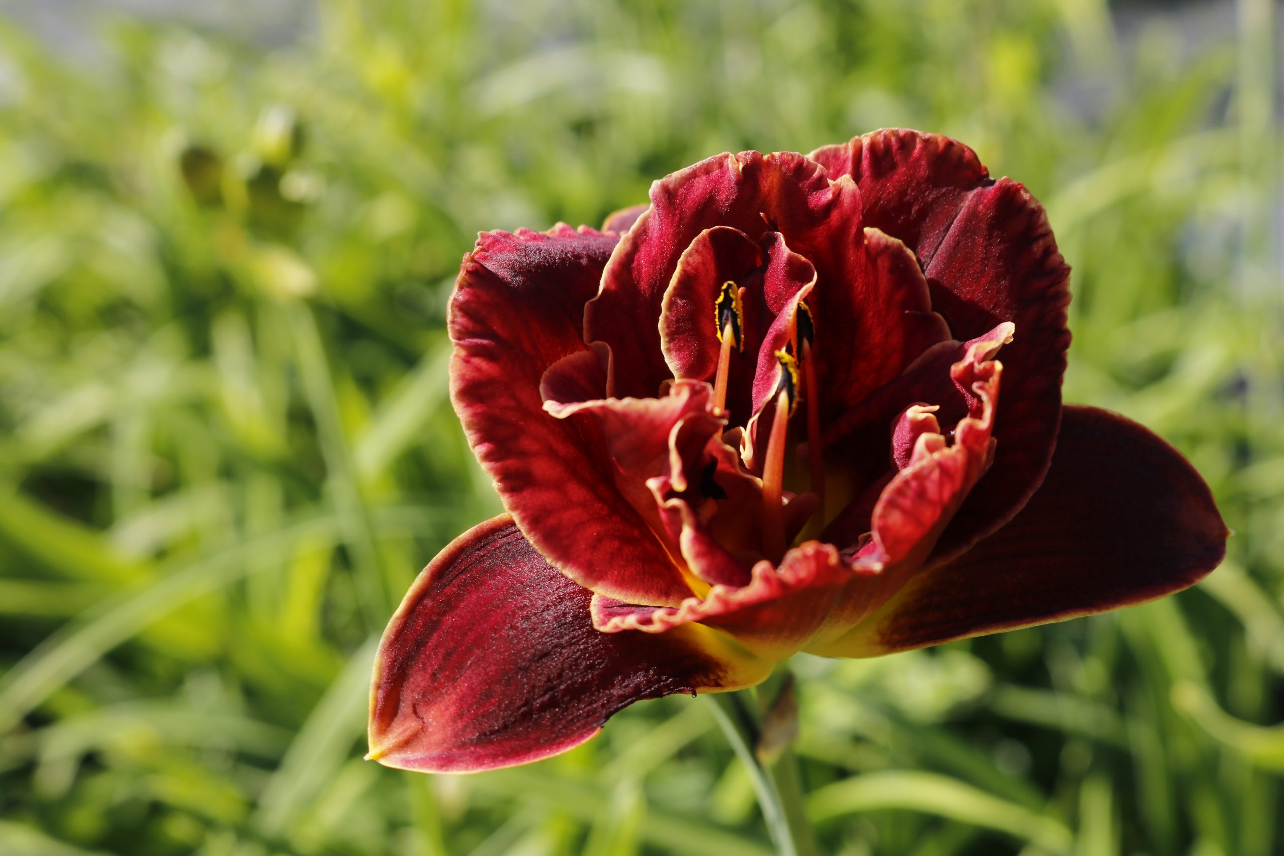 2435_hemerocallis_cultorum_night_embers_XS_003.jpeg