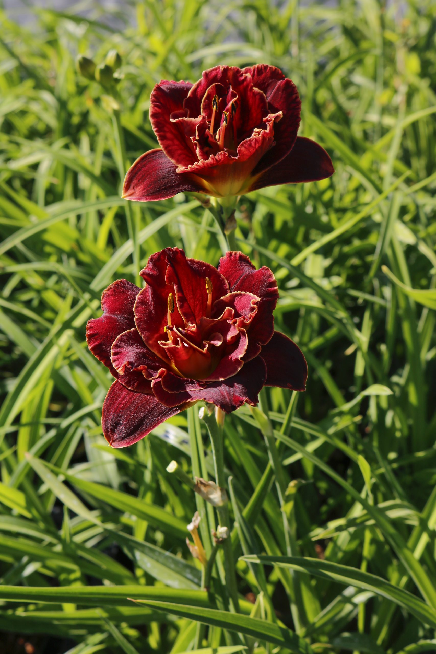 2436_hemerocallis_cultorum_night_embers_XS_004.jpeg