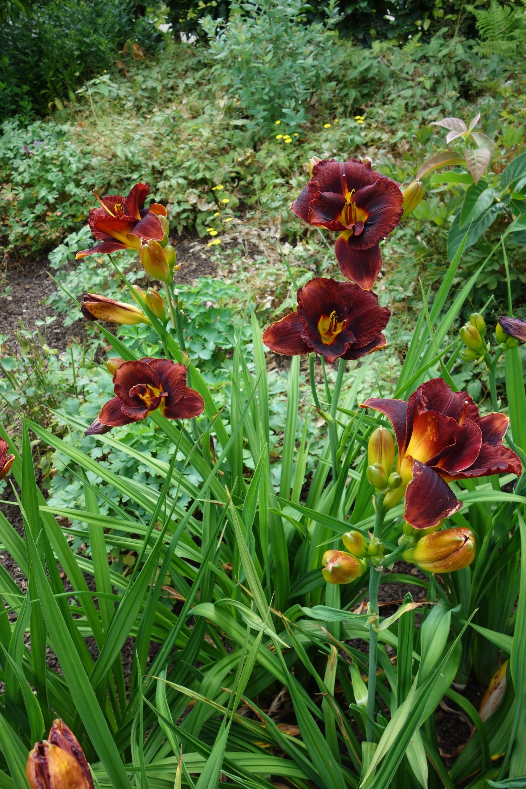 2437_hemerocallis_cultorum_night_embers_SS_005.jpeg