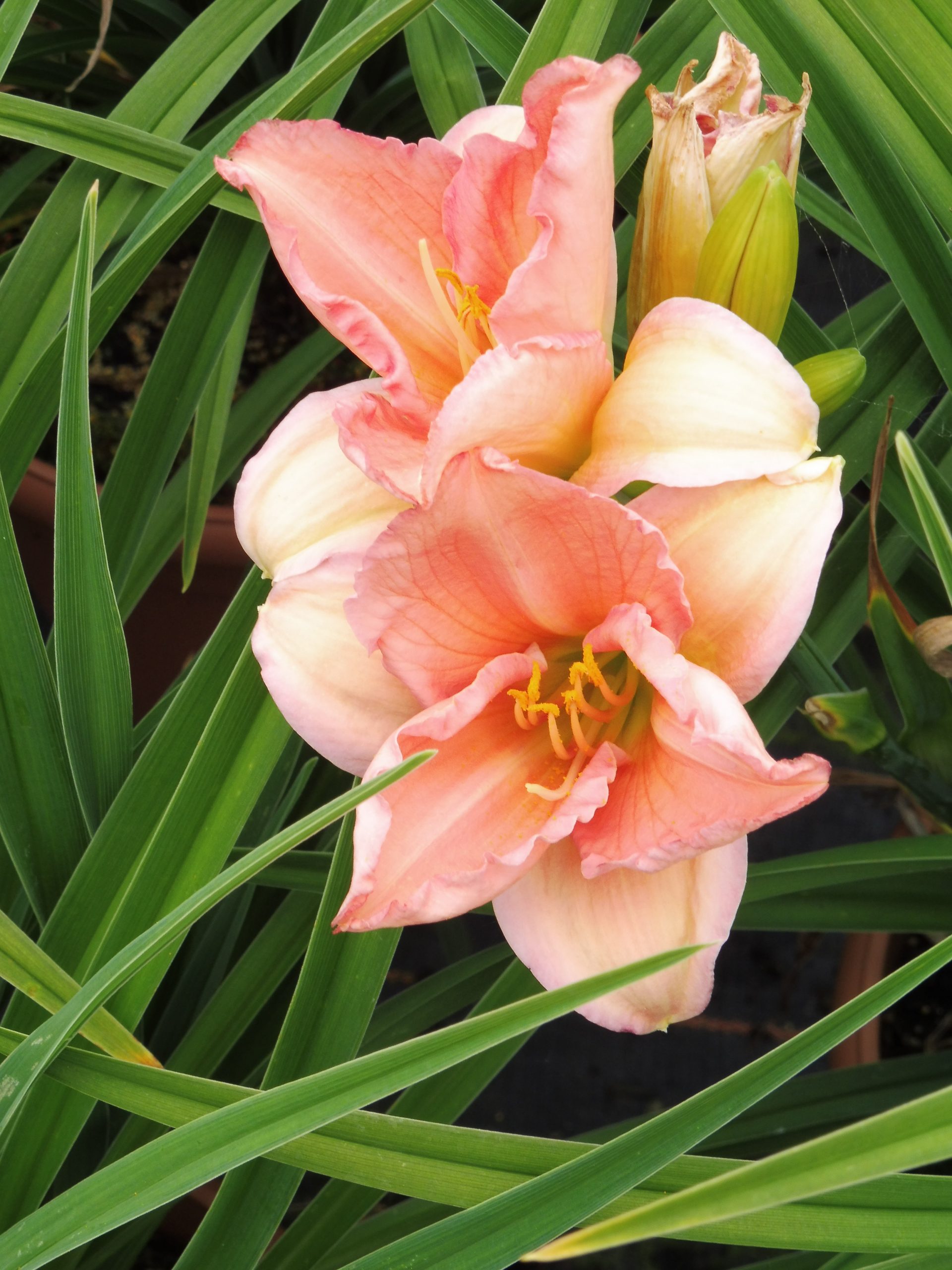 2438_hemerocallis_cultorum_on_and_on_SS_001.jpeg