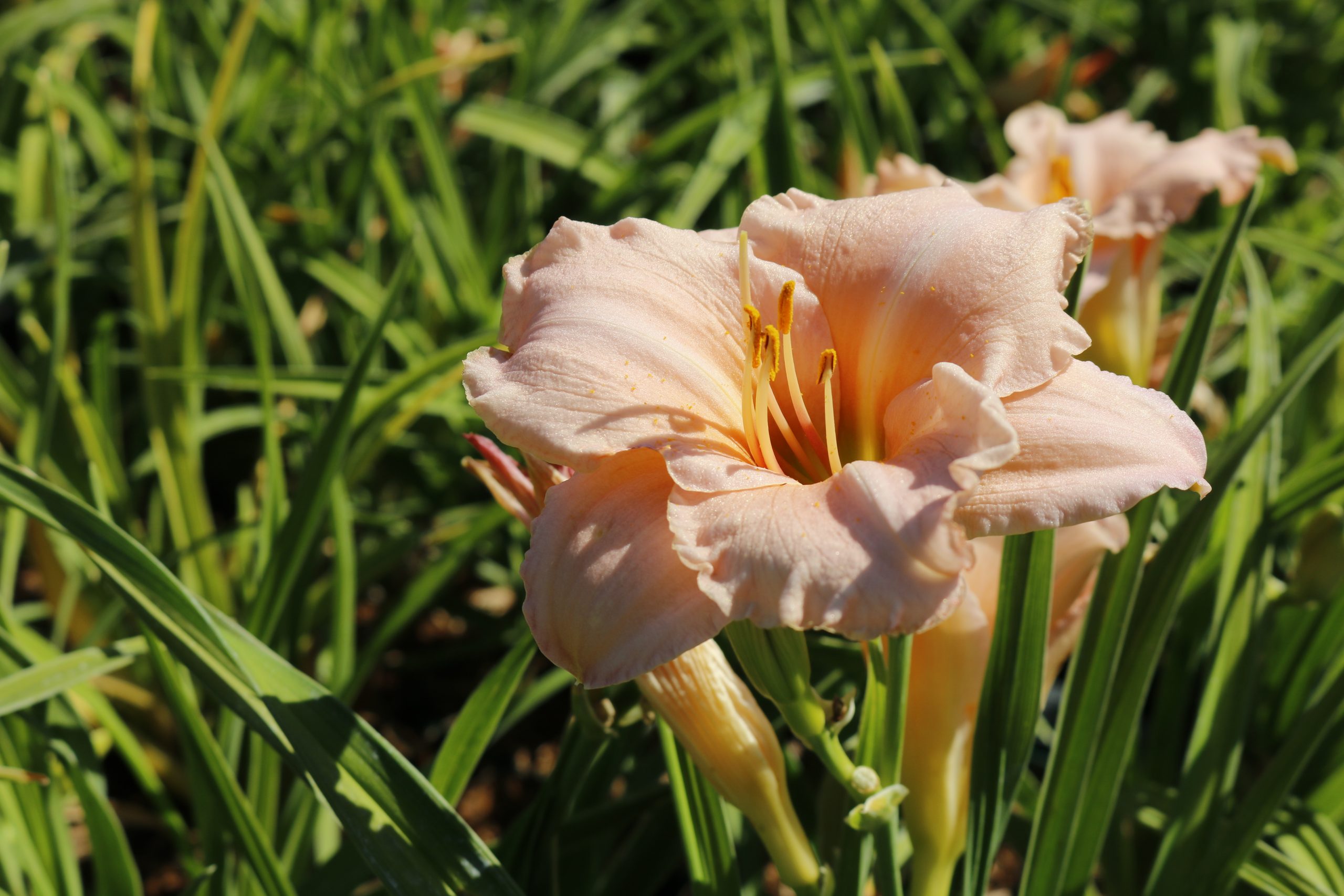 2439_hemerocallis_cultorum_on_and_on_XS_002.jpeg