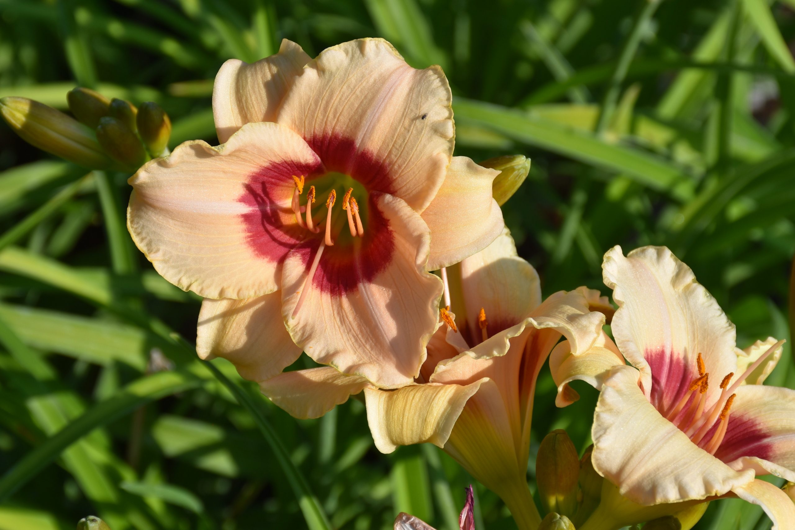 2440_hemerocallis_cultorum_pandoras_box_XS_001.jpeg