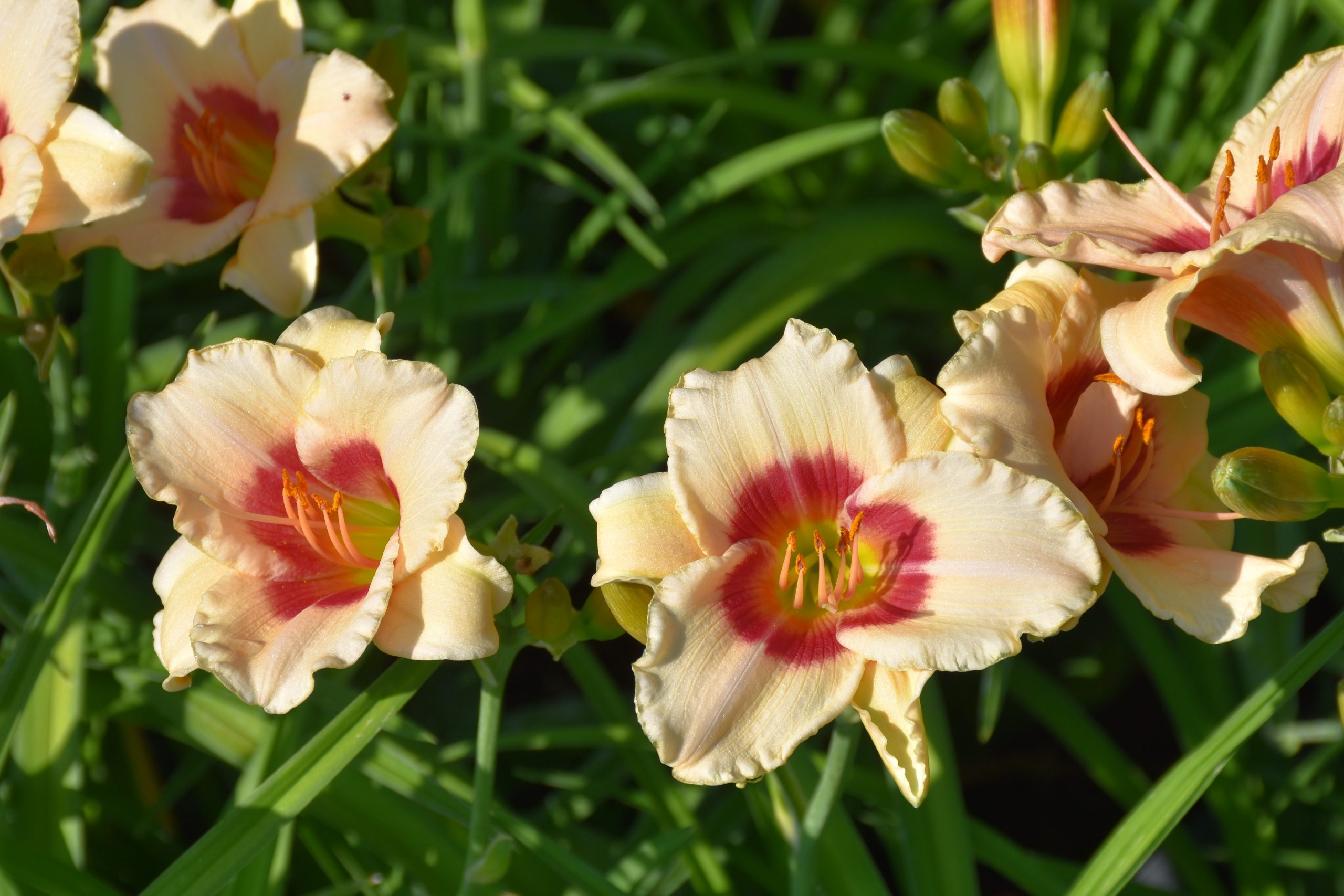 2441_hemerocallis_cultorum_pandoras_box_XS_002.jpeg