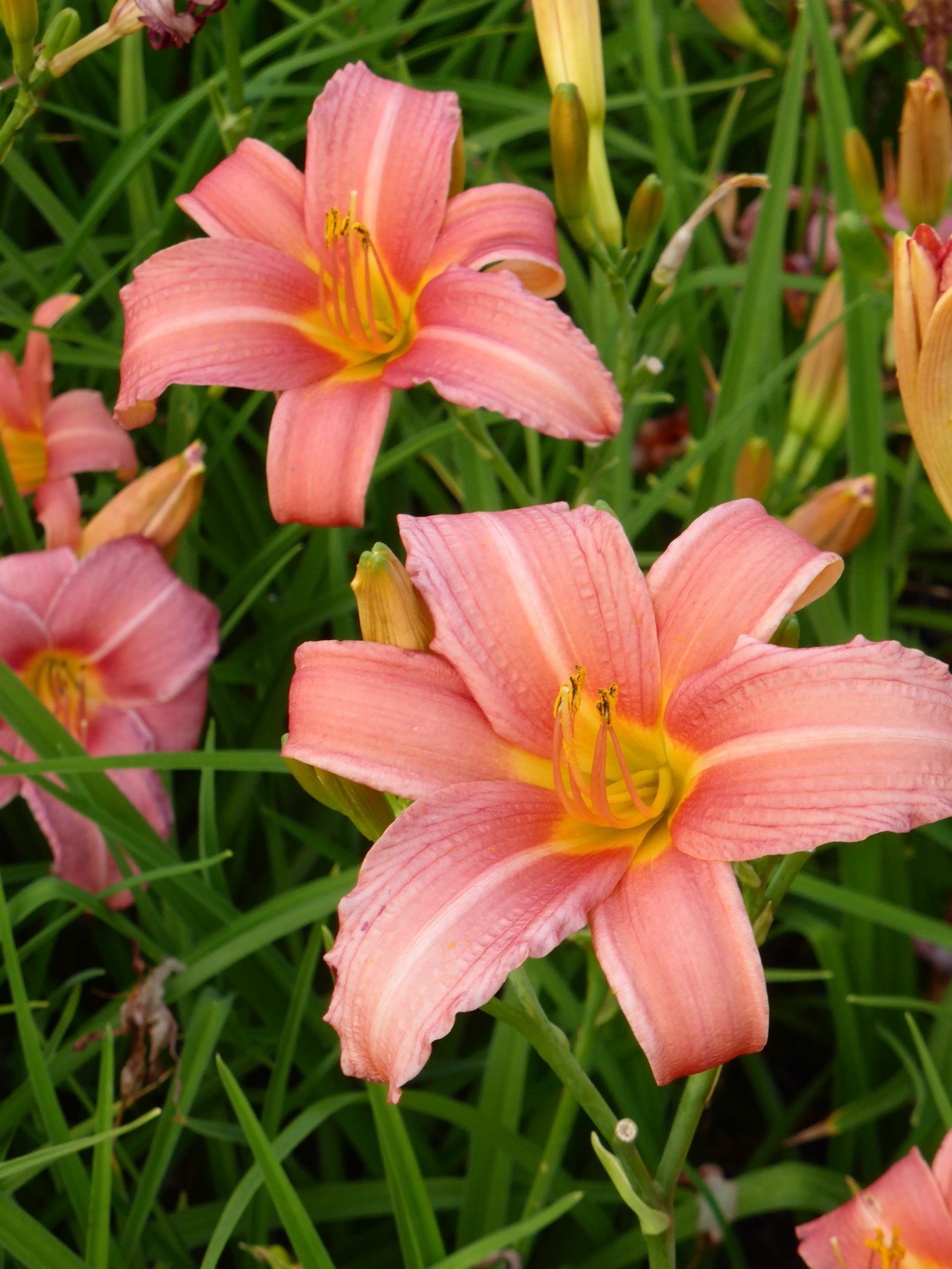 2442_hemerocallis_cultorum_pink_damask_SS_001.jpeg