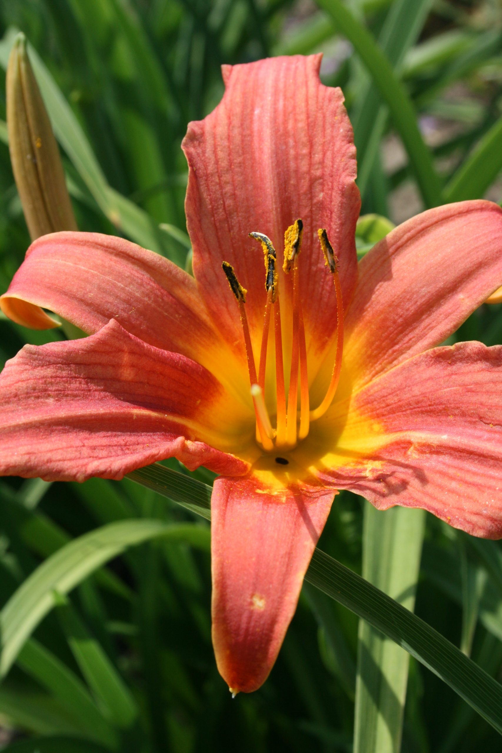 2443_hemerocallis_cultorum_pink_damask_SS_002.jpeg
